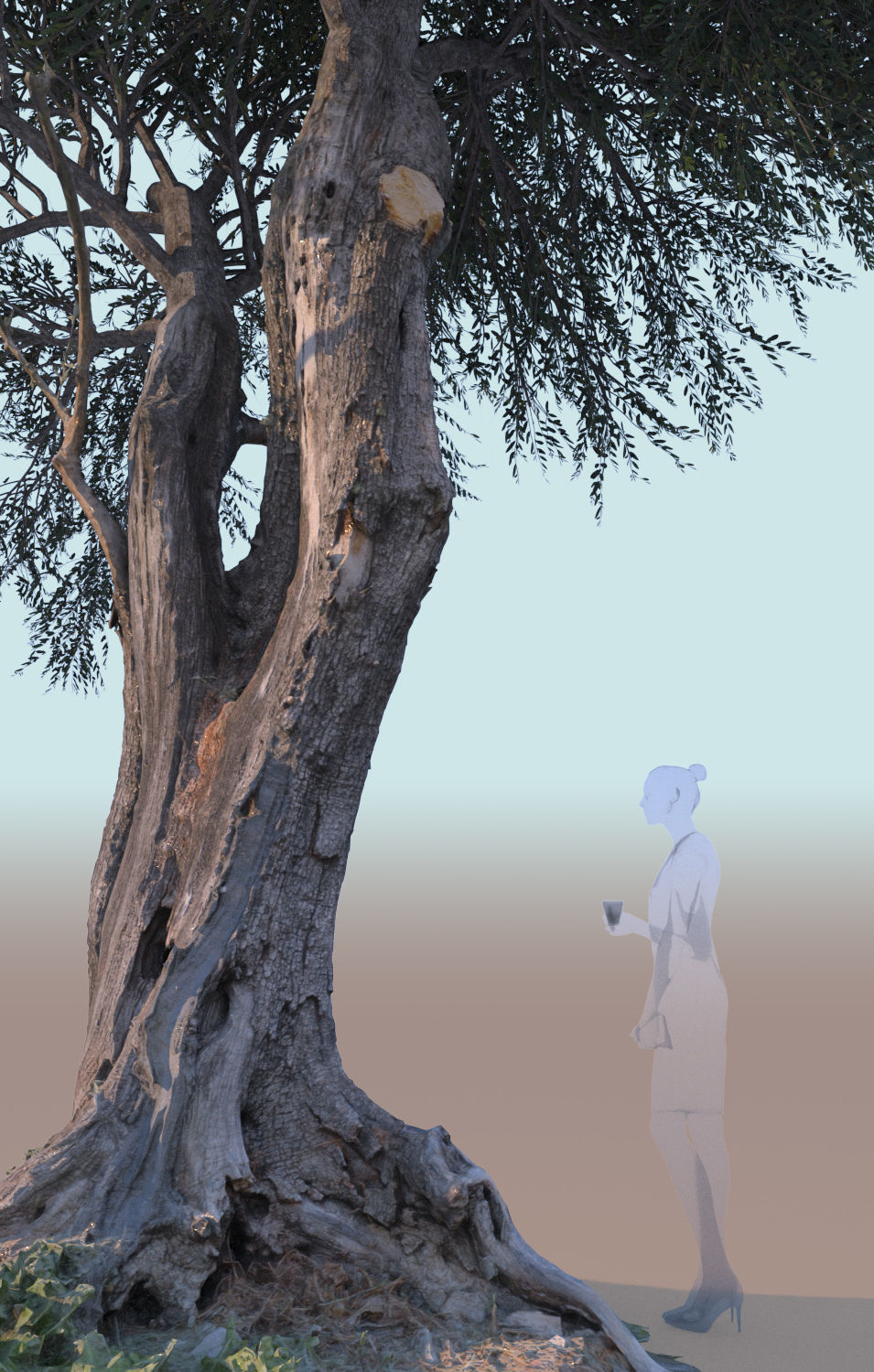 Olea europaea olive tree mature A 3D model_3
