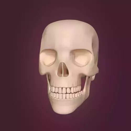 Skull Low-poly 3D model