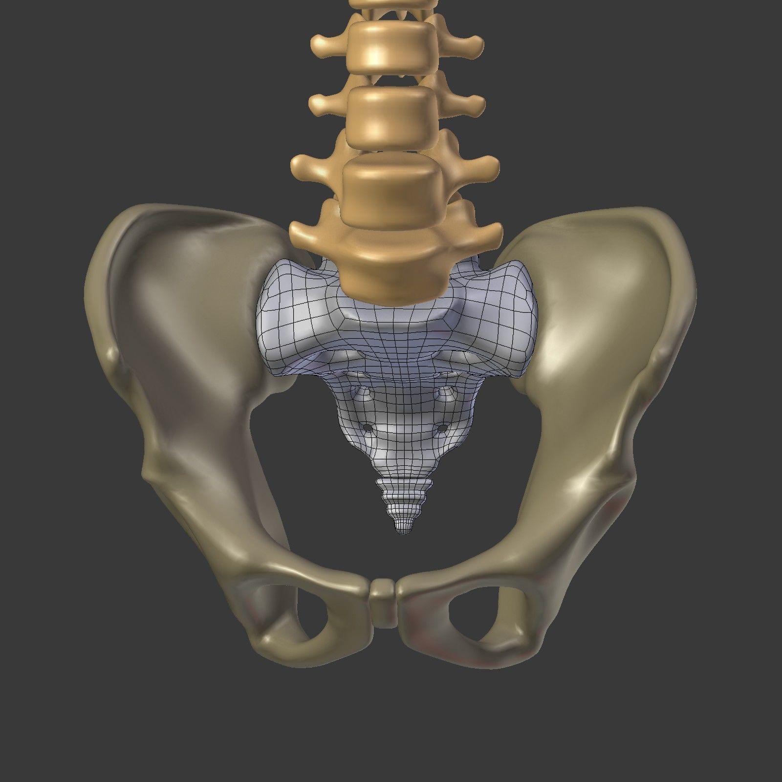 Spine - Tailbone - Sternum Low-poly 3D model_34