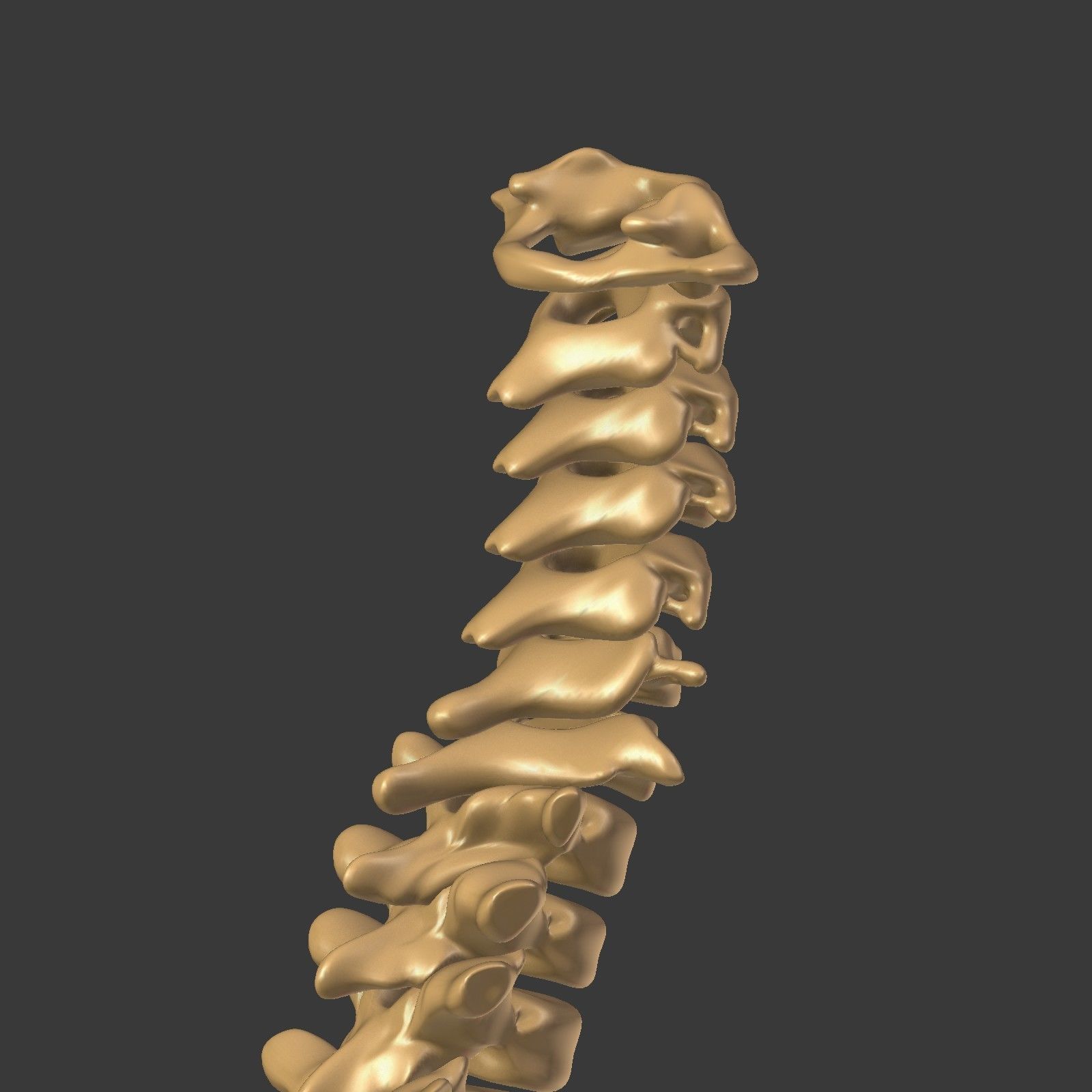 Spine - Tailbone - Sternum Low-poly 3D model_19