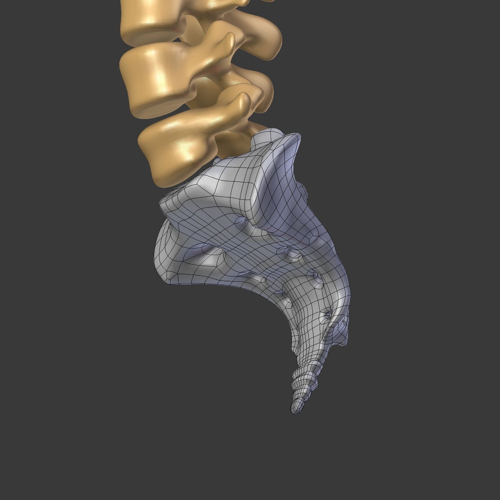 Spine - Tailbone - Sternum Low-poly 3D model_9