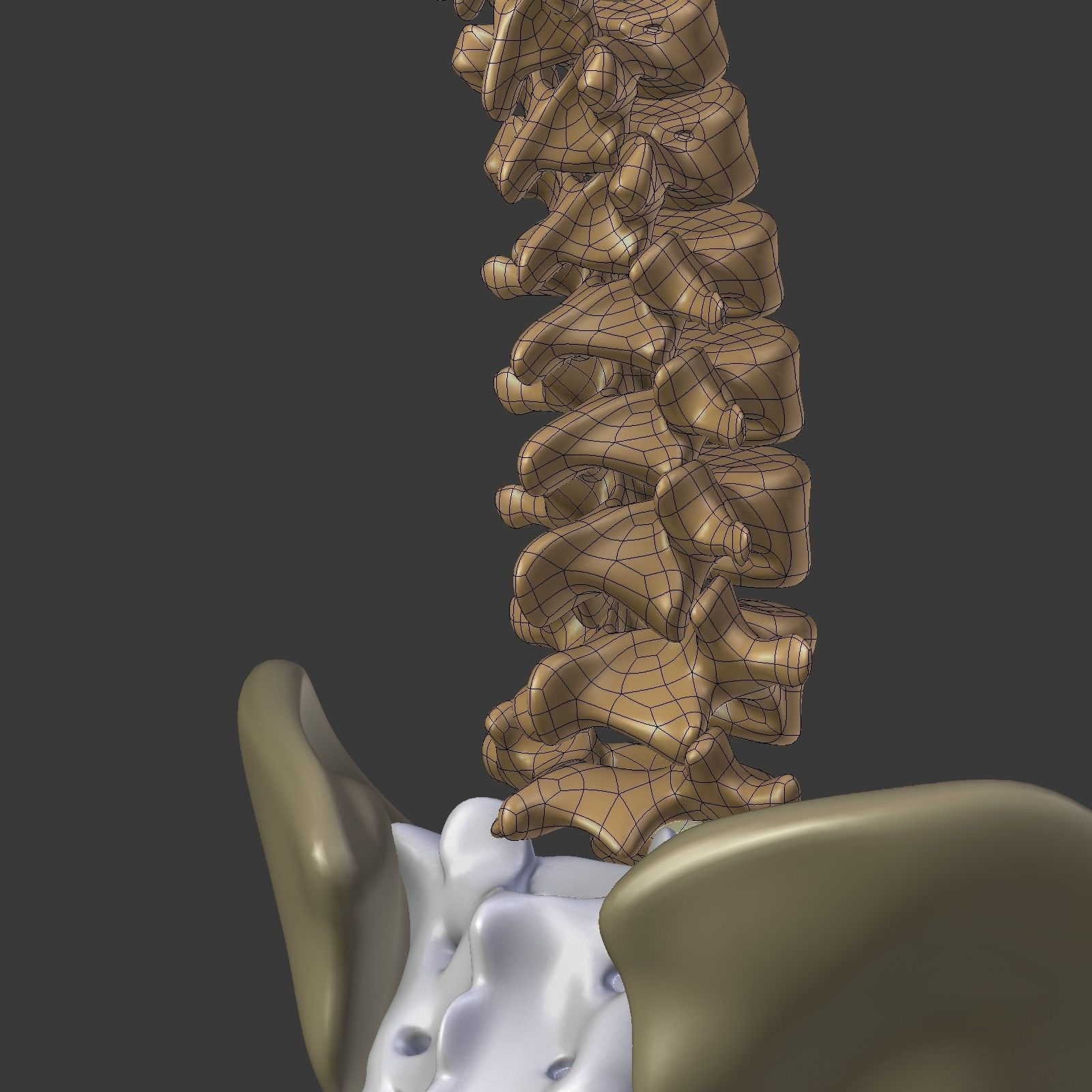 Spine - Tailbone - Sternum Low-poly 3D model_24