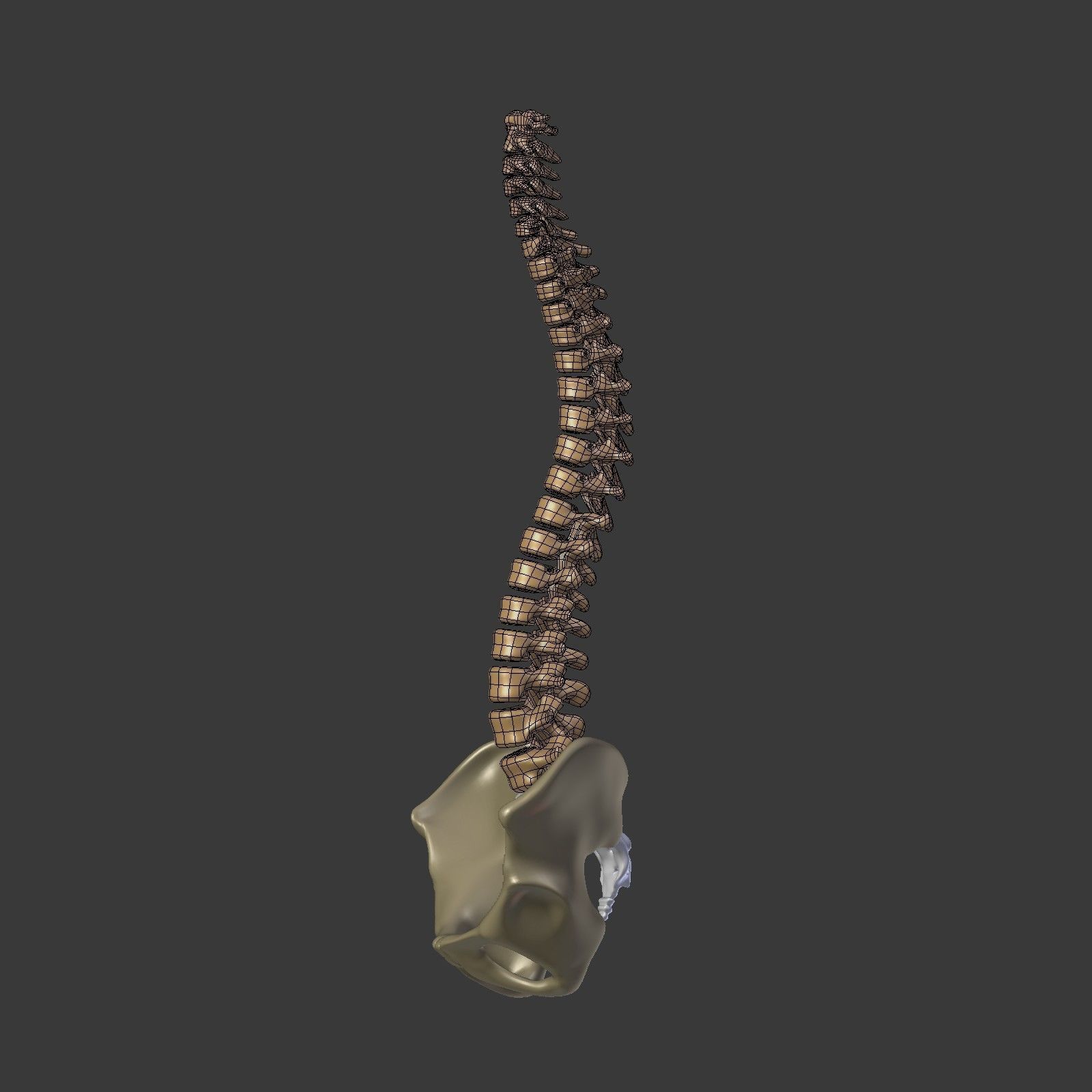 Spine - Tailbone - Sternum Low-poly 3D model_6
