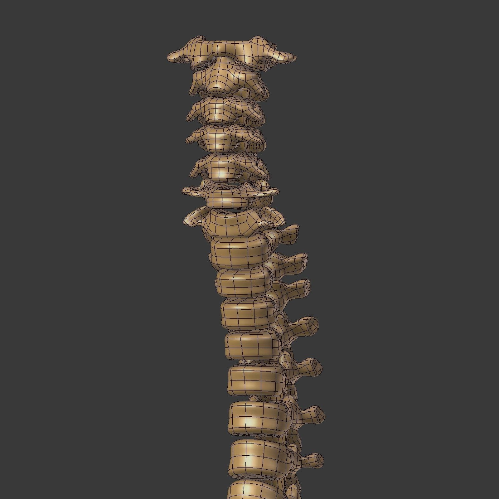 Spine - Tailbone - Sternum Low-poly 3D model_16