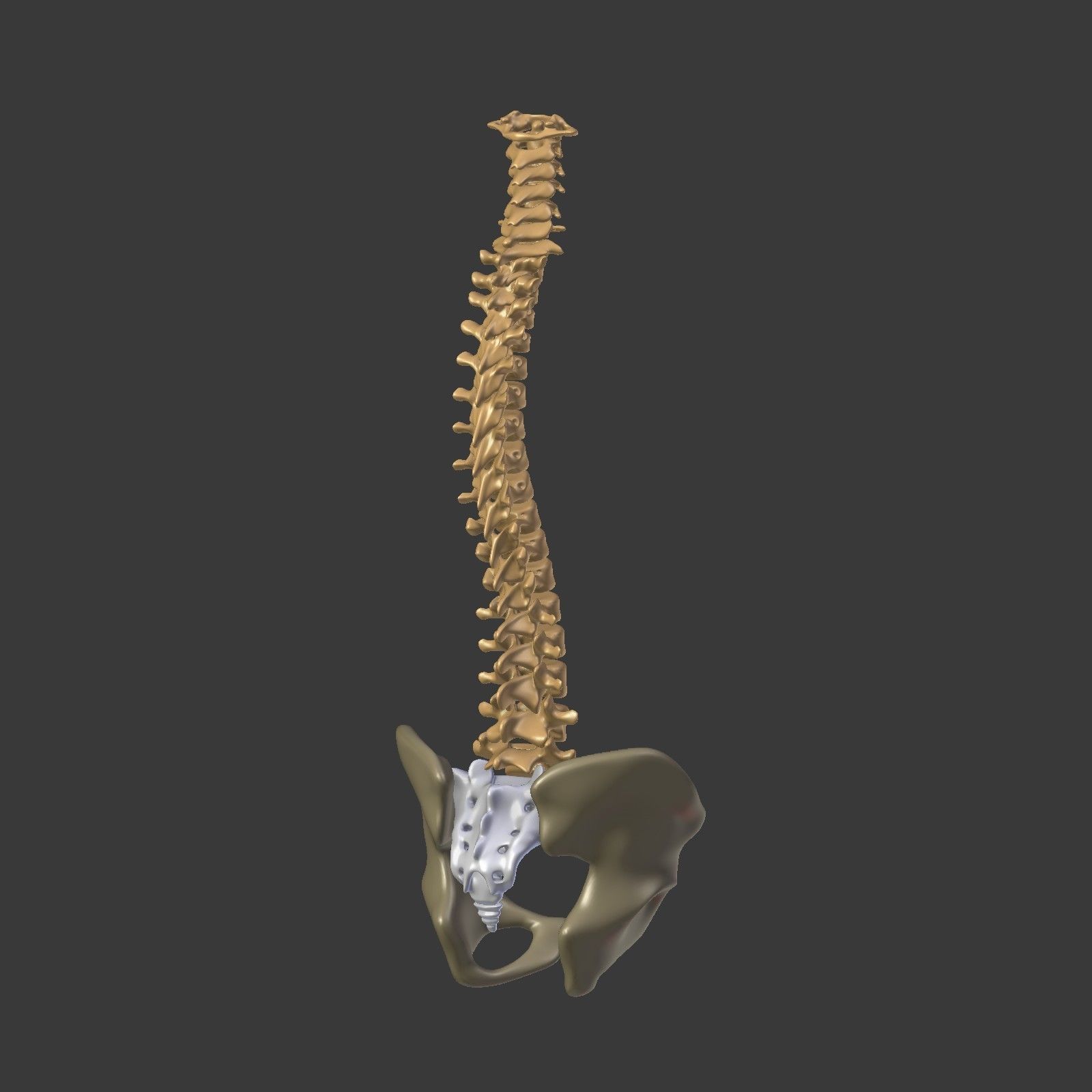 Spine - Tailbone - Sternum Low-poly 3D model_10