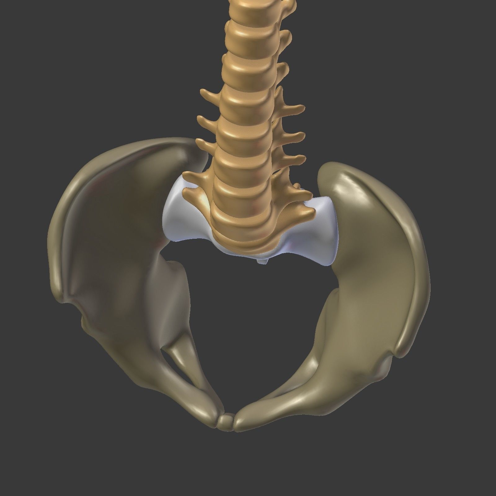 Spine - Tailbone - Sternum Low-poly 3D model_29