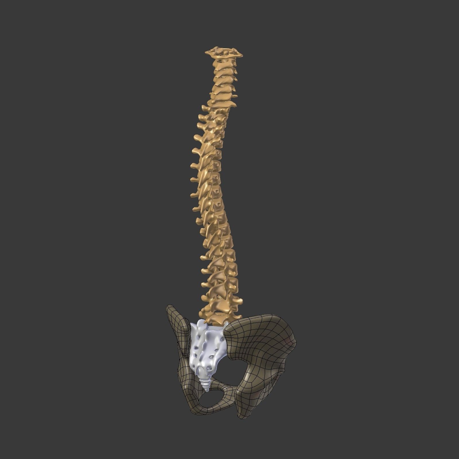 Spine - Tailbone - Sternum Low-poly 3D model_13
