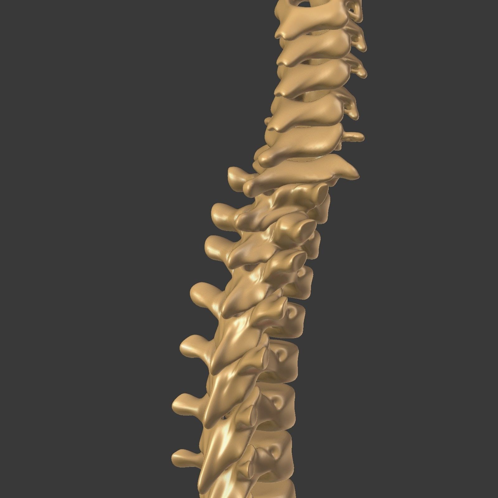 Spine - Tailbone - Sternum Low-poly 3D model_21
