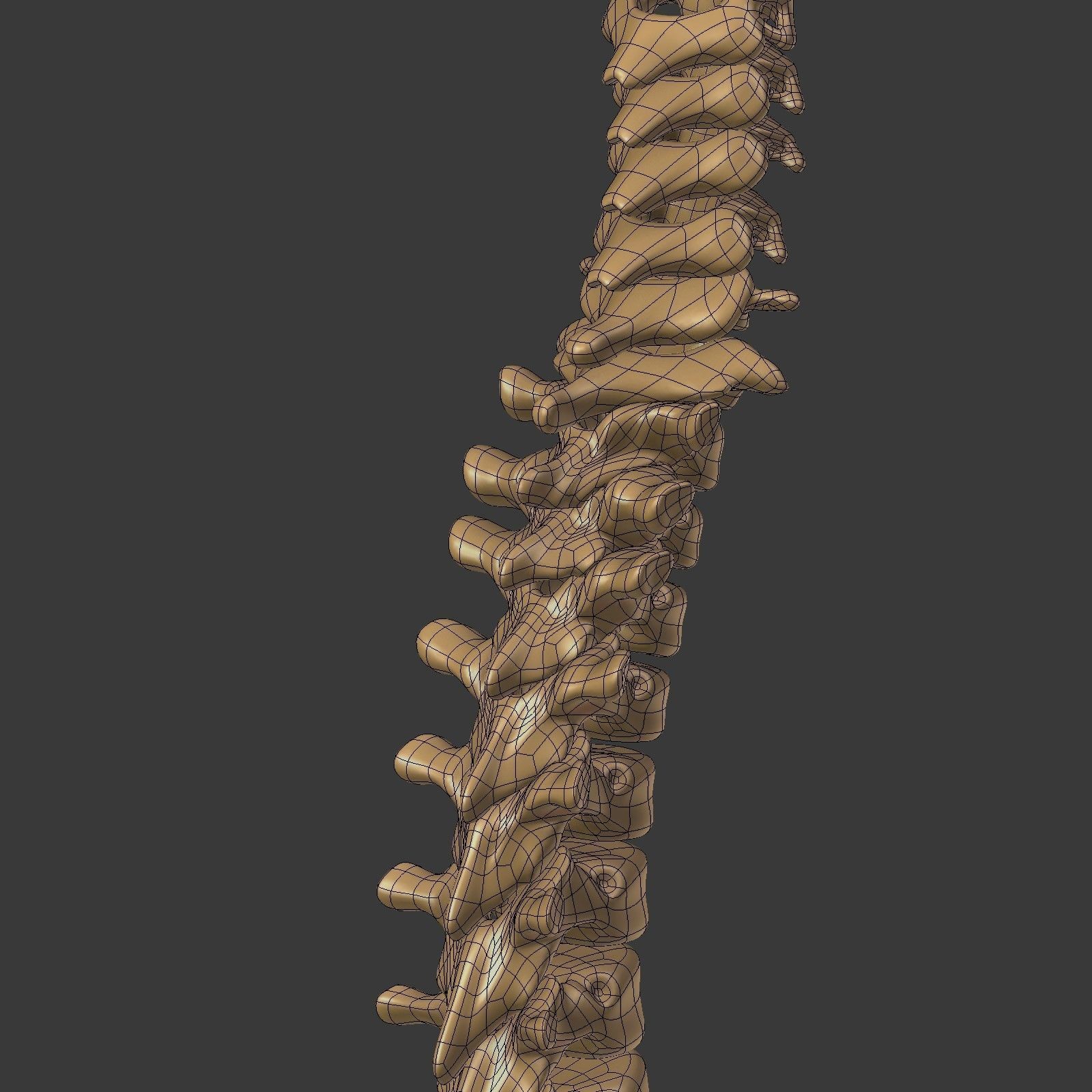 Spine - Tailbone - Sternum Low-poly 3D model_22