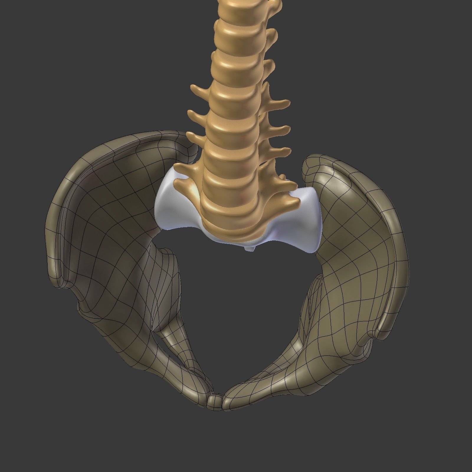 Spine - Tailbone - Sternum Low-poly 3D model_30