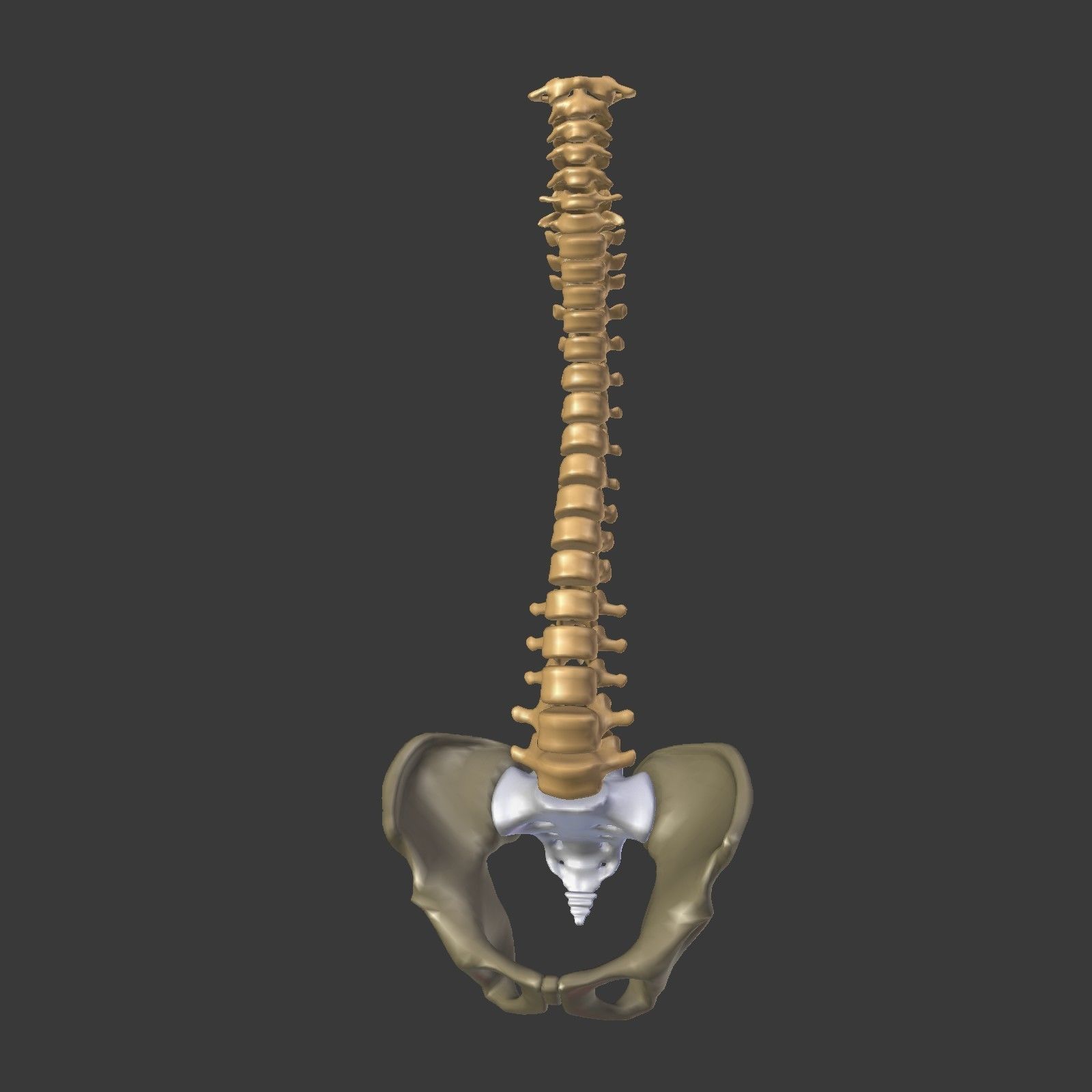 Spine - Tailbone - Sternum Low-poly 3D model_1
