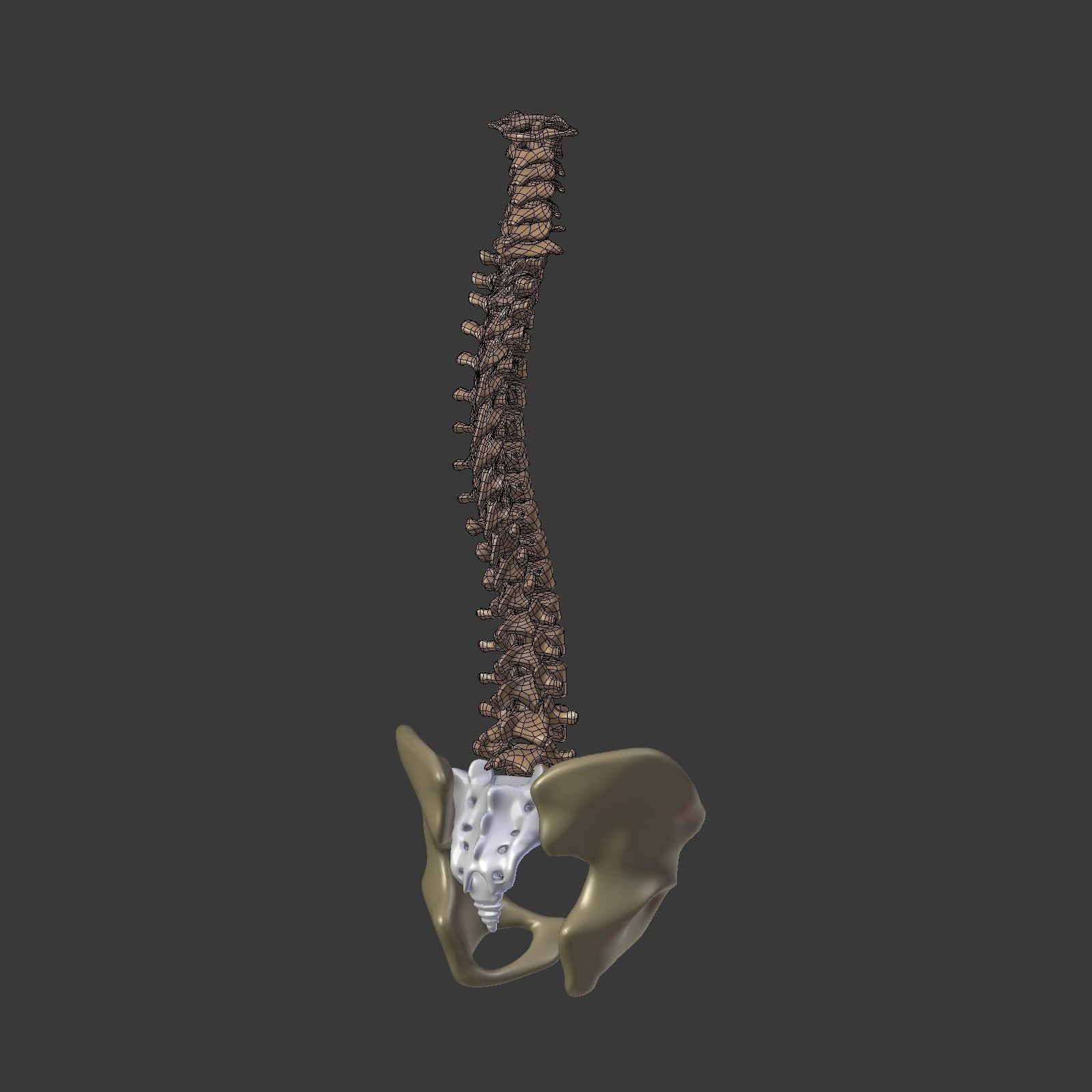 Spine - Tailbone - Sternum Low-poly 3D model_12