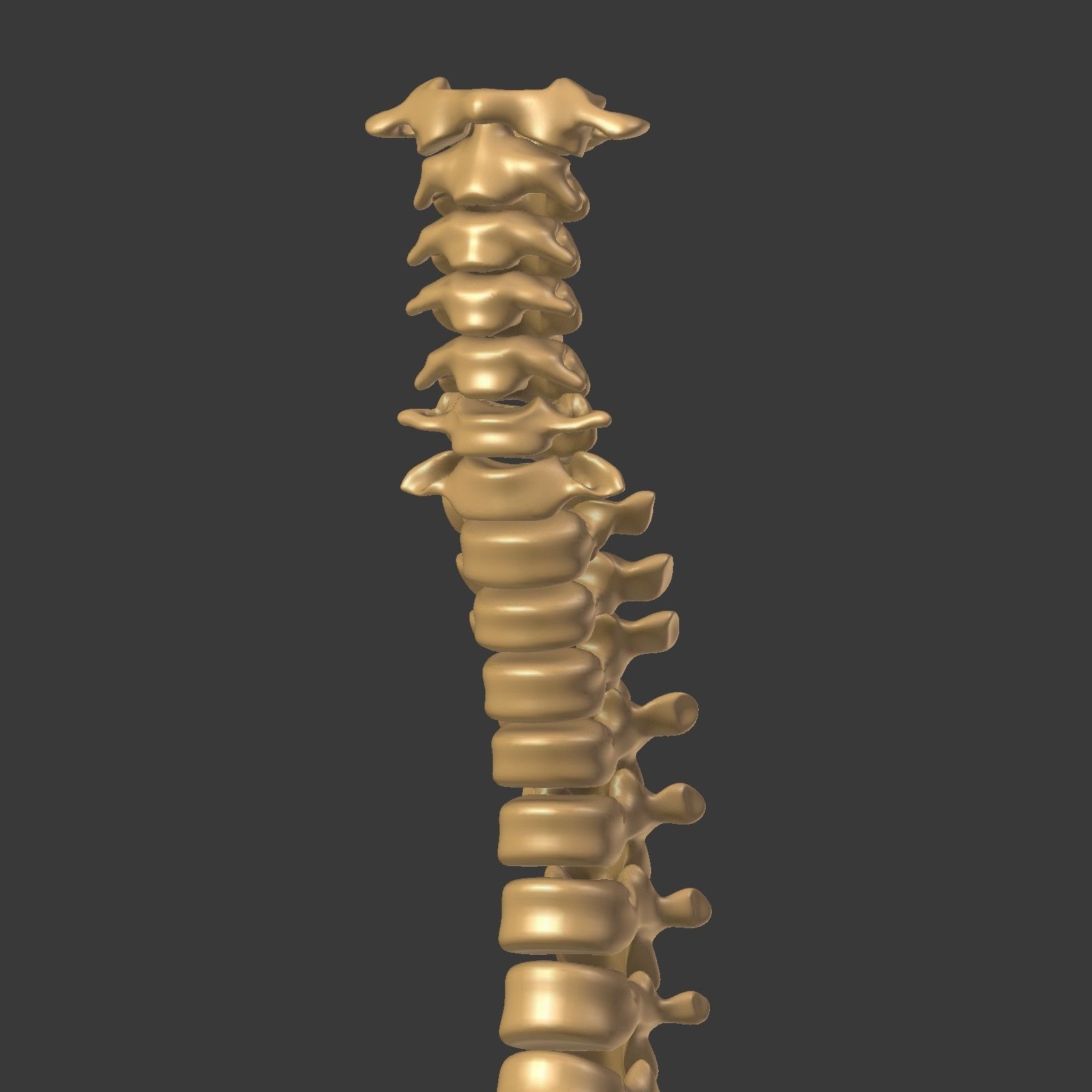 Spine - Tailbone - Sternum Low-poly 3D model_15