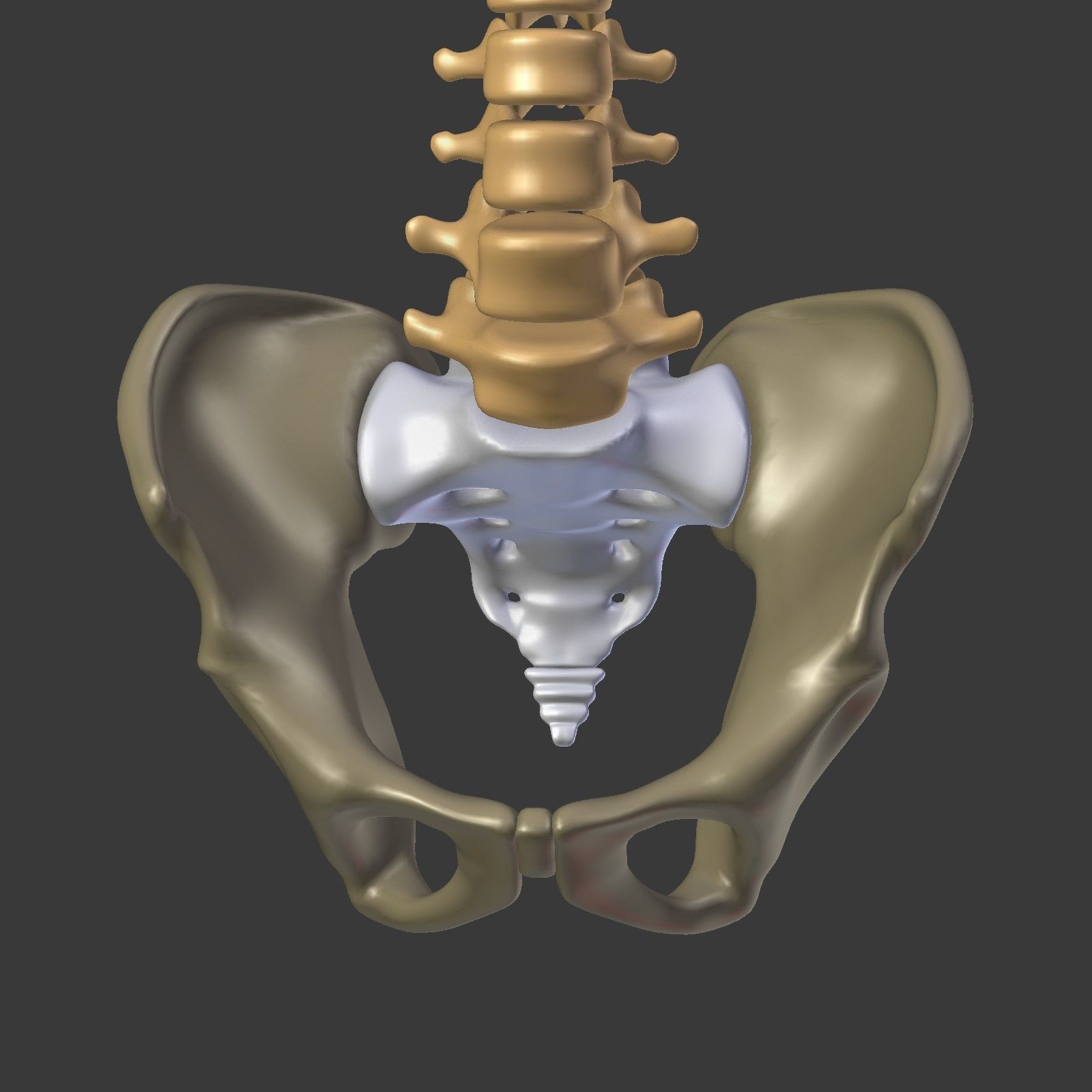 Spine - Tailbone - Sternum Low-poly 3D model_32