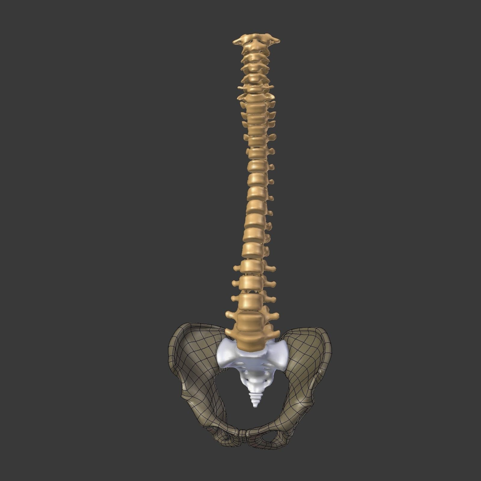 Spine - Tailbone - Sternum Low-poly 3D model_4