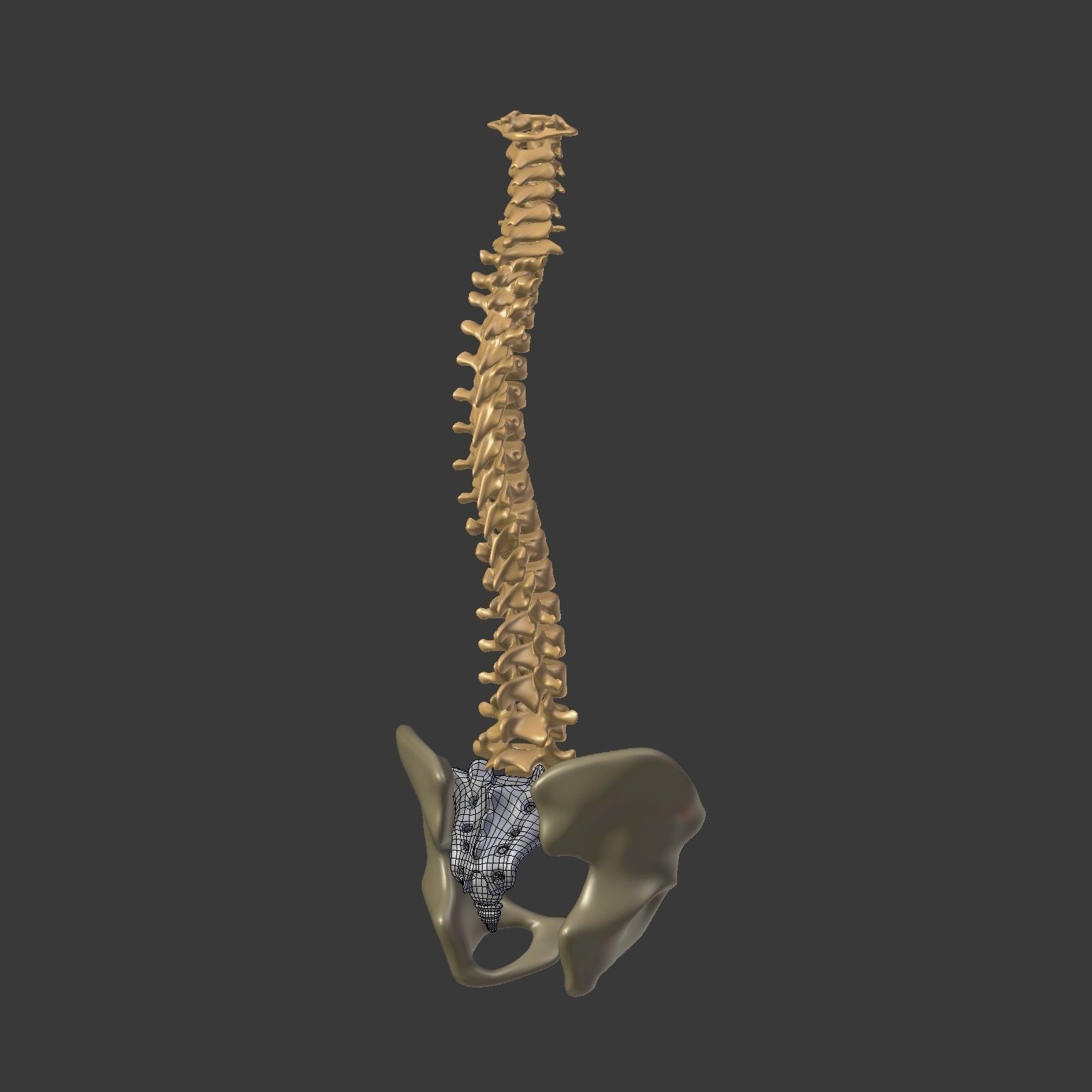 Spine - Tailbone - Sternum Low-poly 3D model_14