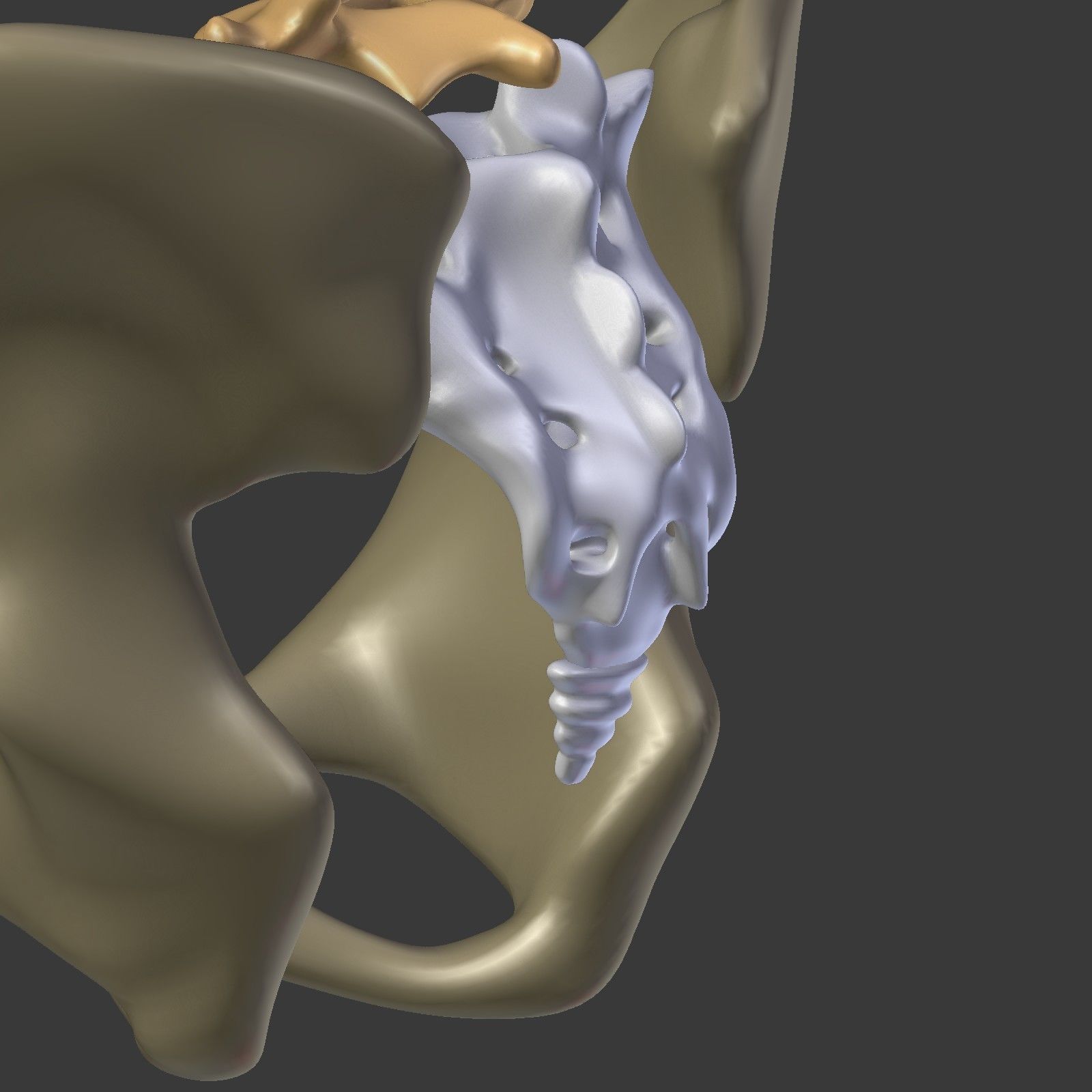 Spine - Tailbone - Sternum Low-poly 3D model_25
