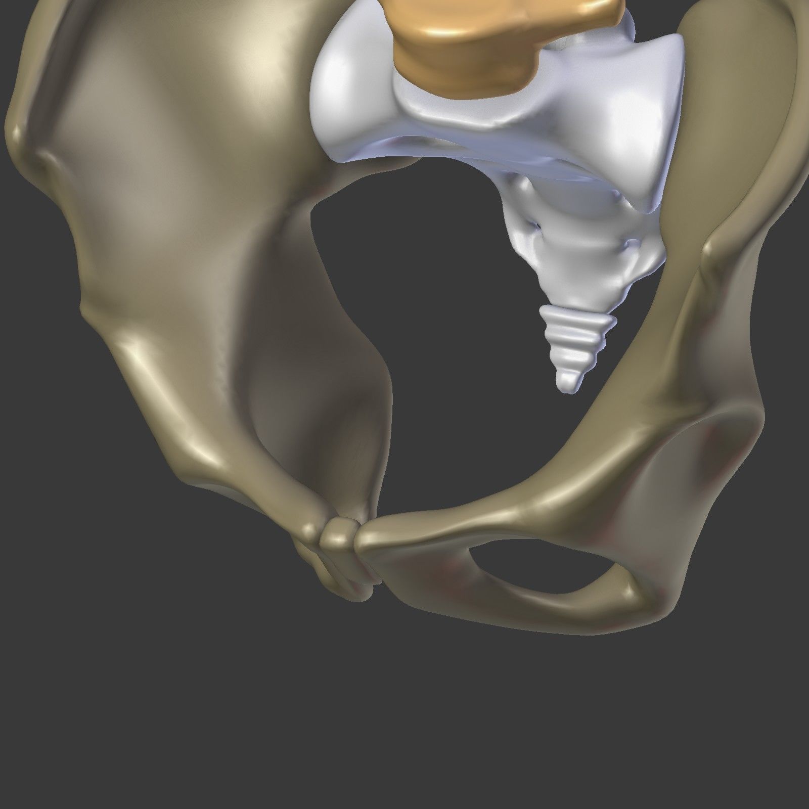Spine - Tailbone - Sternum Low-poly 3D model_27