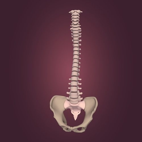 Spine - Tailbone - Sternum Low-poly 3D model