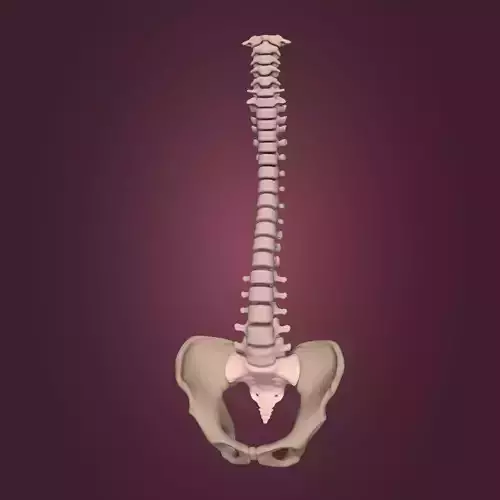 Spine - Tailbone - Sternum Low-poly 3D model