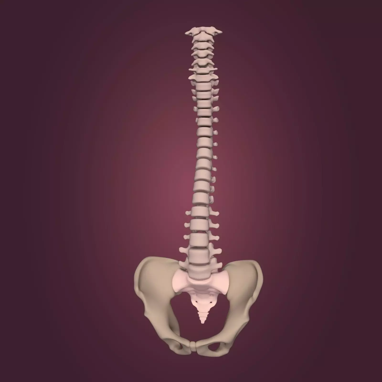 Spine - Tailbone - Sternum Low-poly 3D model_0