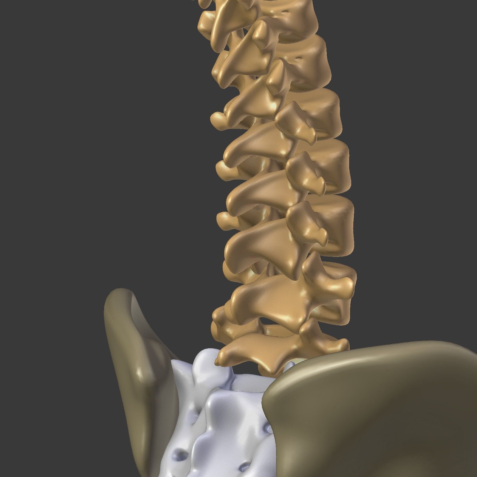 Spine - Tailbone - Sternum Low-poly 3D model_23