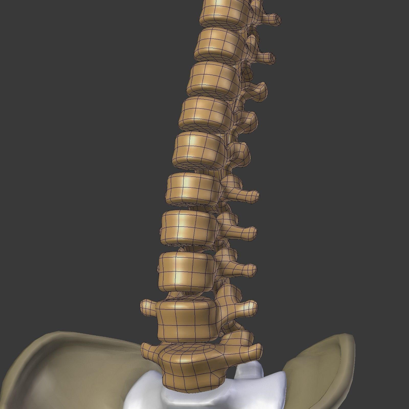 Spine - Tailbone - Sternum Low-poly 3D model_18