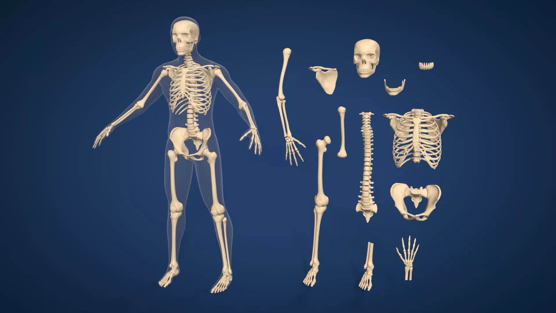 Spine - Skeletal Hand Foot - RIB - Teeth and Full Human Skeleton Low-poly 3D model