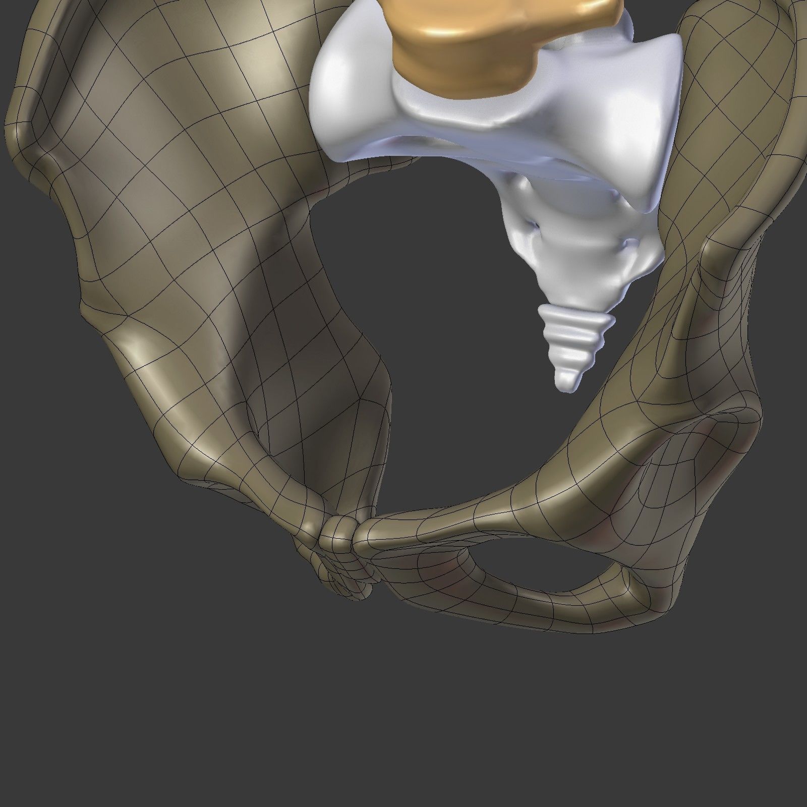 Spine - Tailbone - Sternum Low-poly 3D model_28