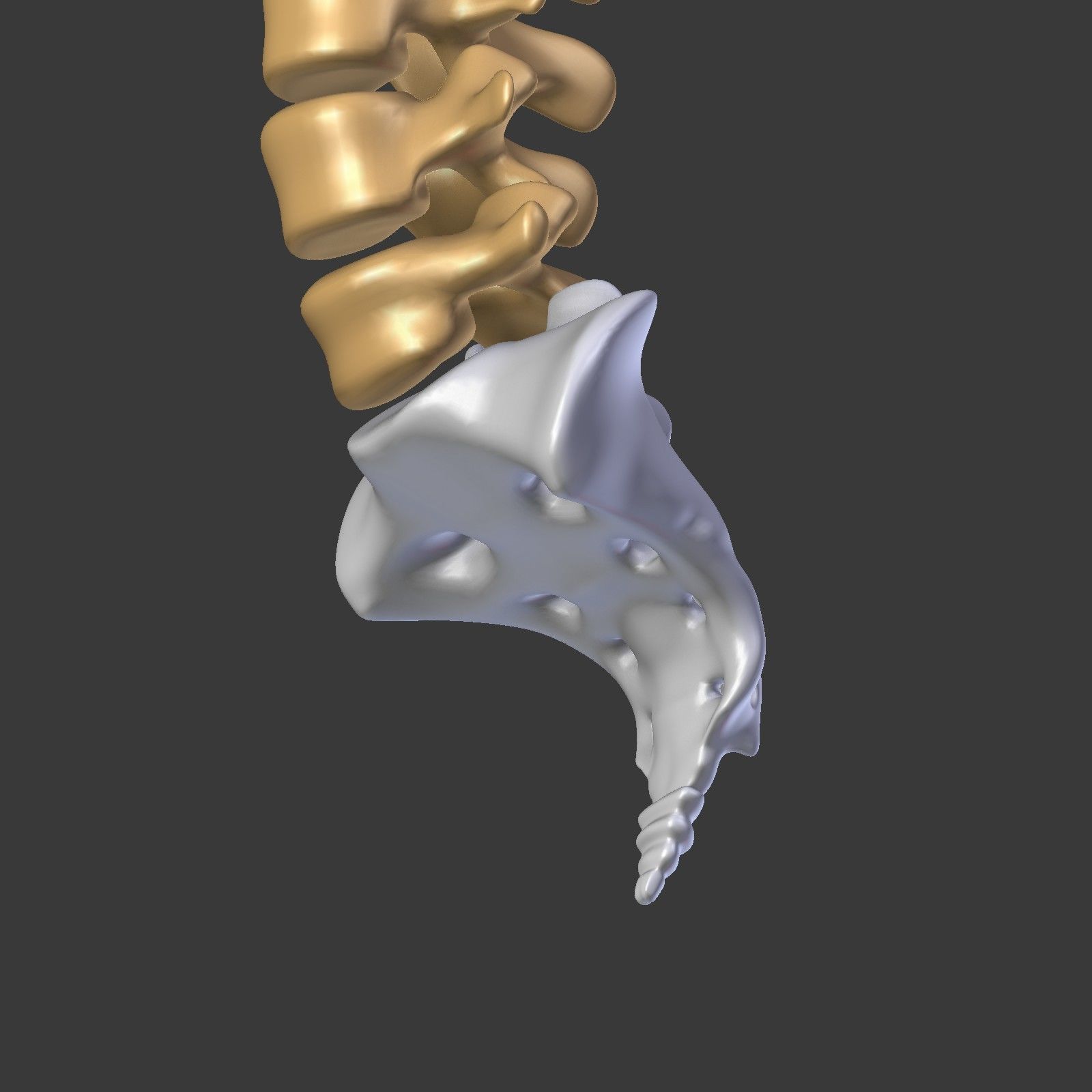 Spine - Tailbone - Sternum Low-poly 3D model_8
