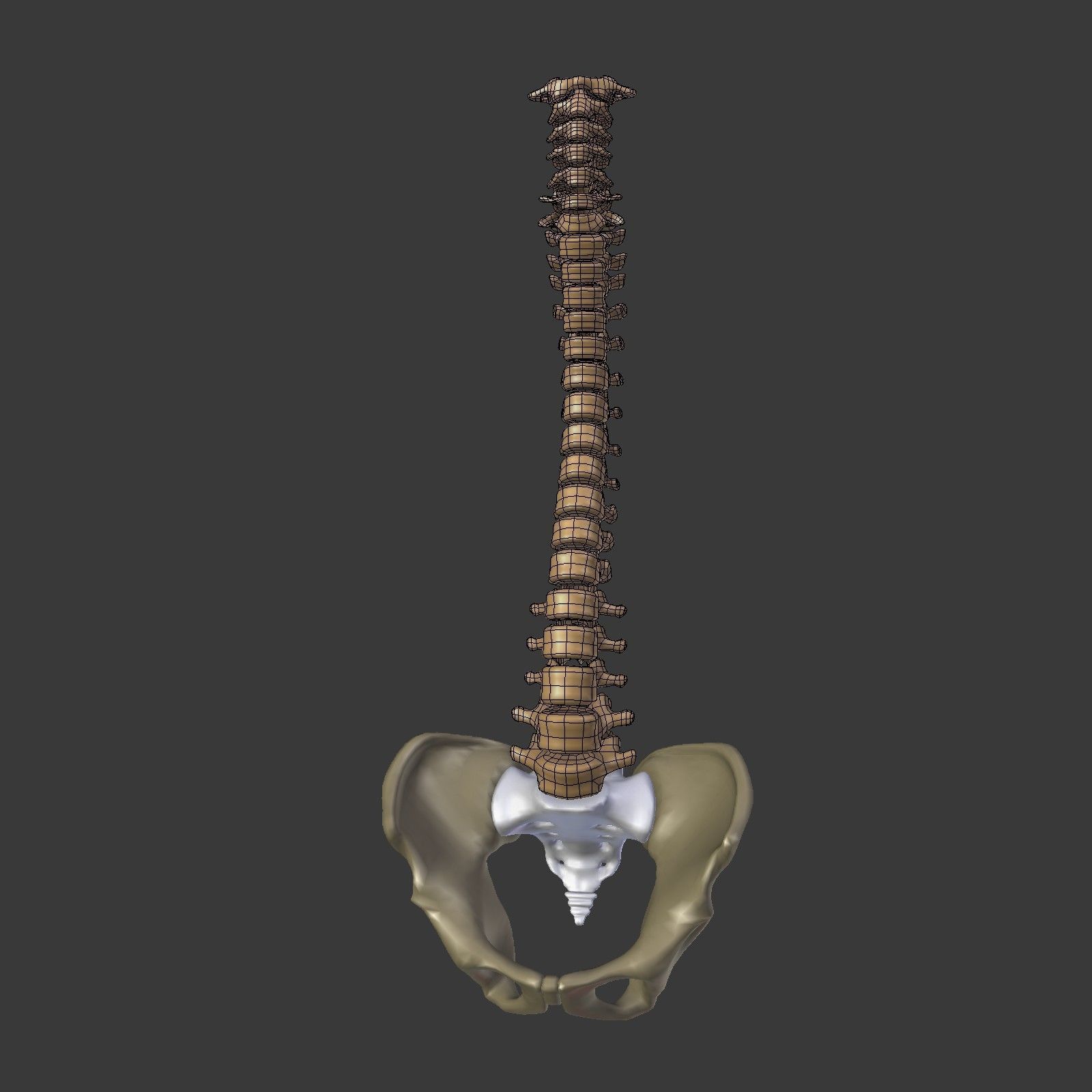 Spine - Tailbone - Sternum Low-poly 3D model_2