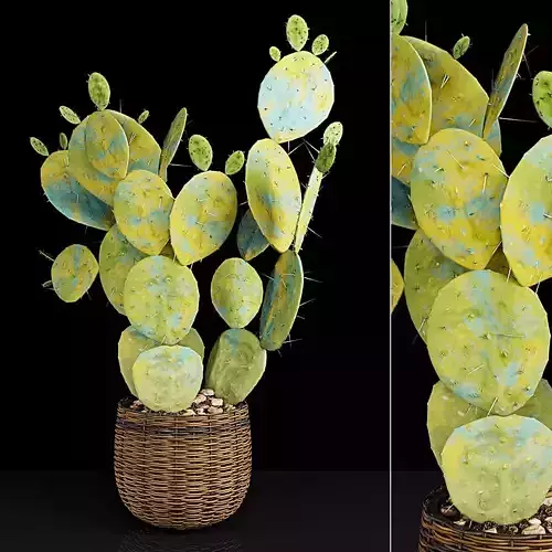 Plant 9 2 cactus in wicker basket 3D model