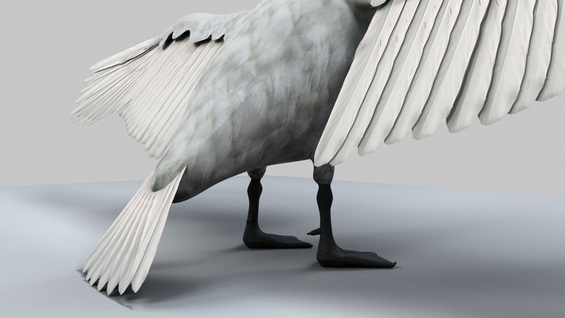 White Swan 3D model_22