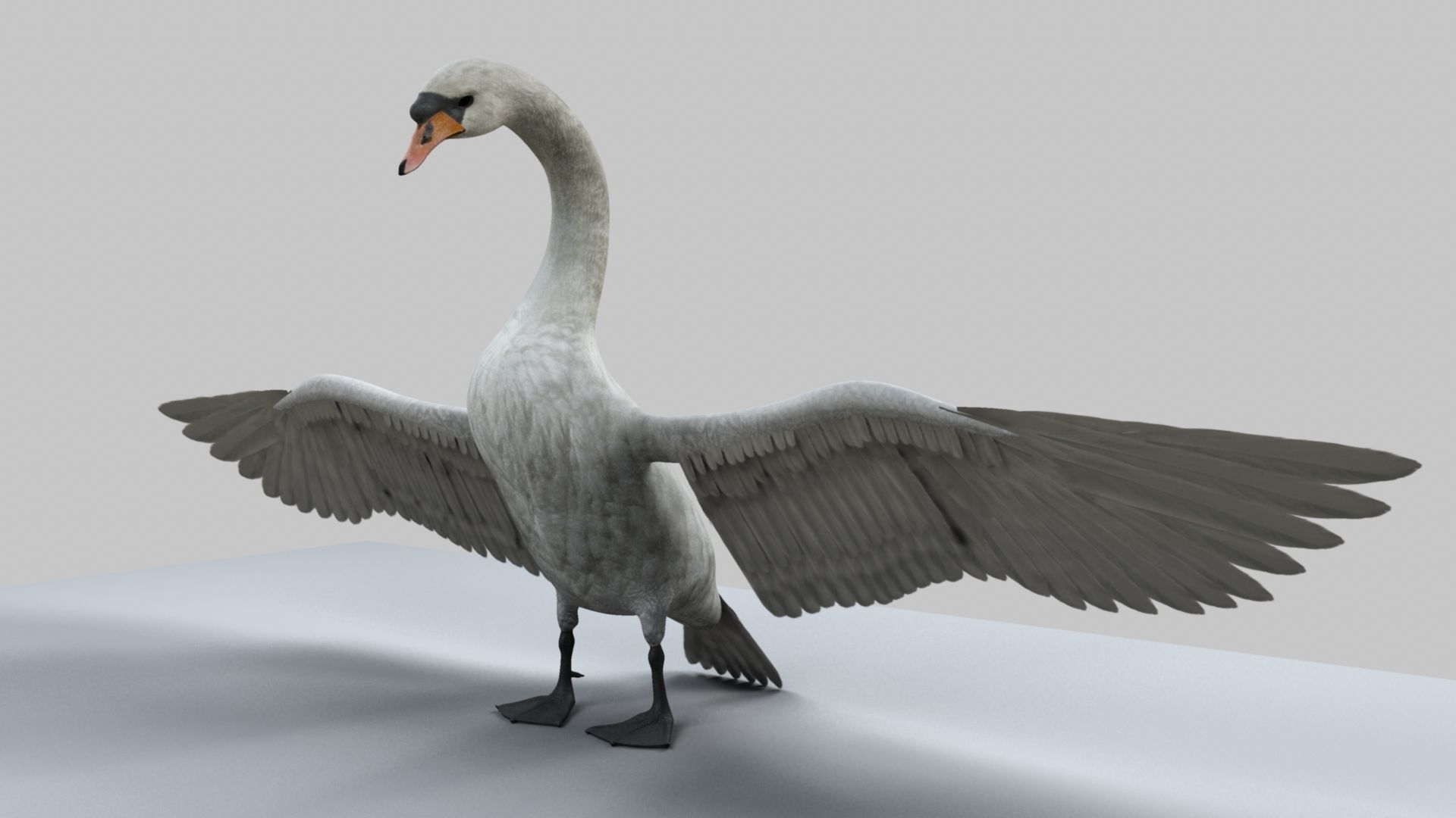 White Swan 3D model_12