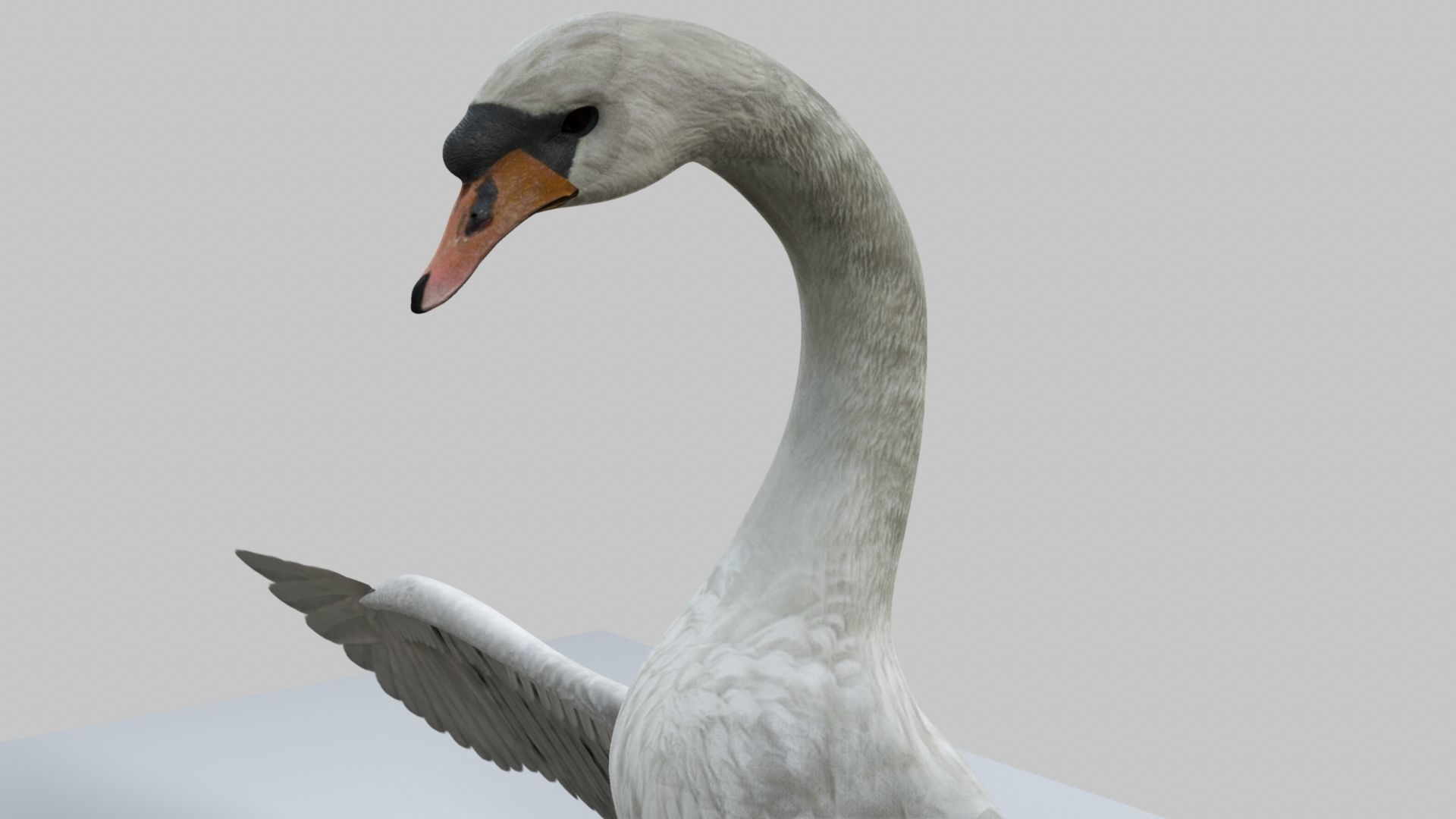 White Swan 3D model_10