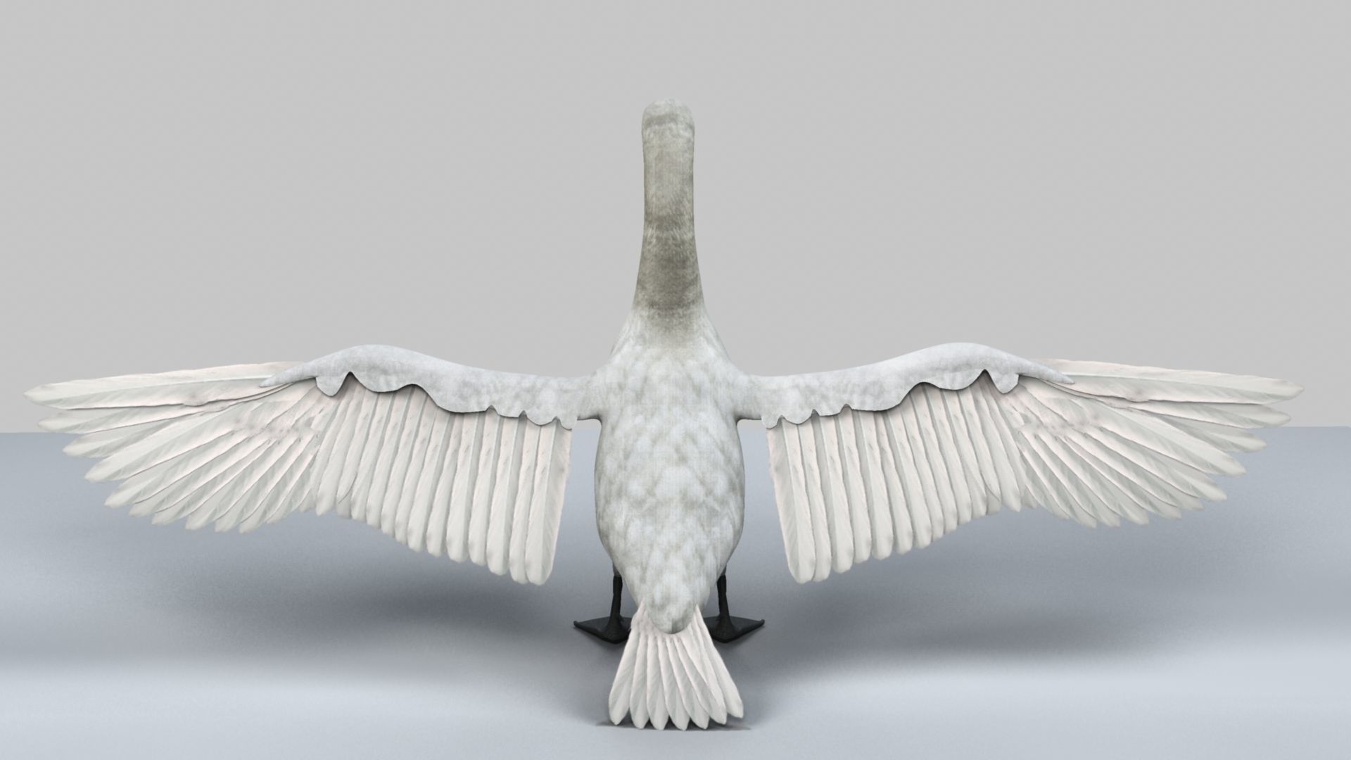 White Swan 3D model_14