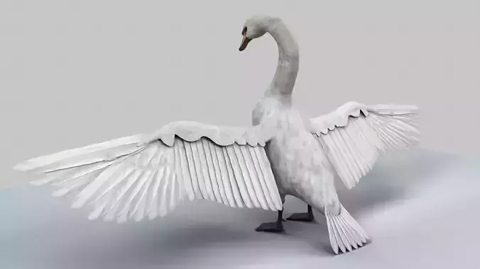 White Swan