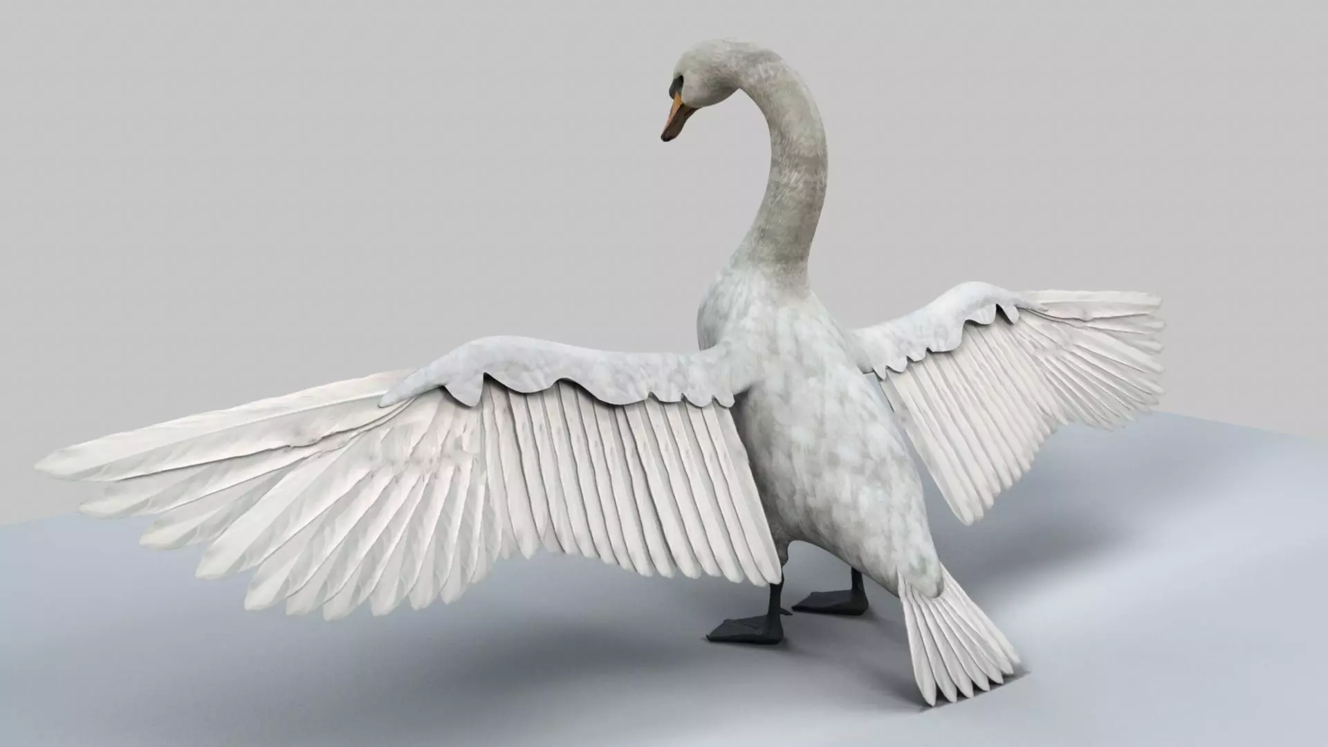White Swan 3D model_0