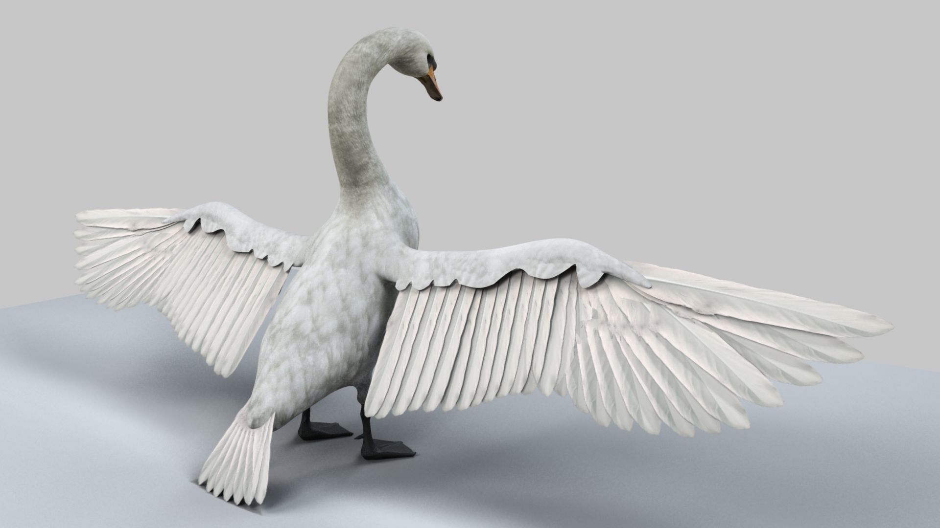 White Swan 3D model_2