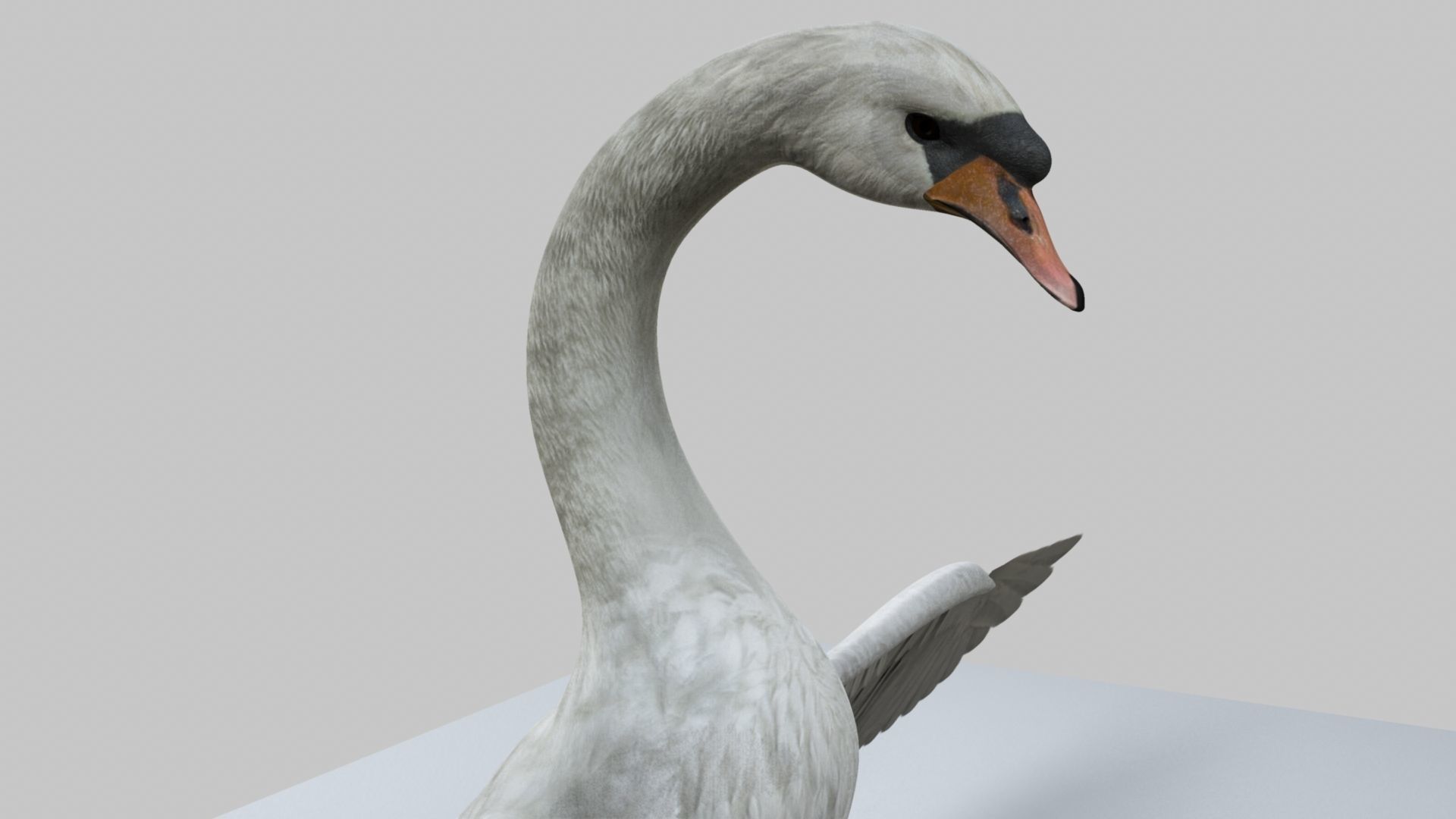 White Swan 3D model_9