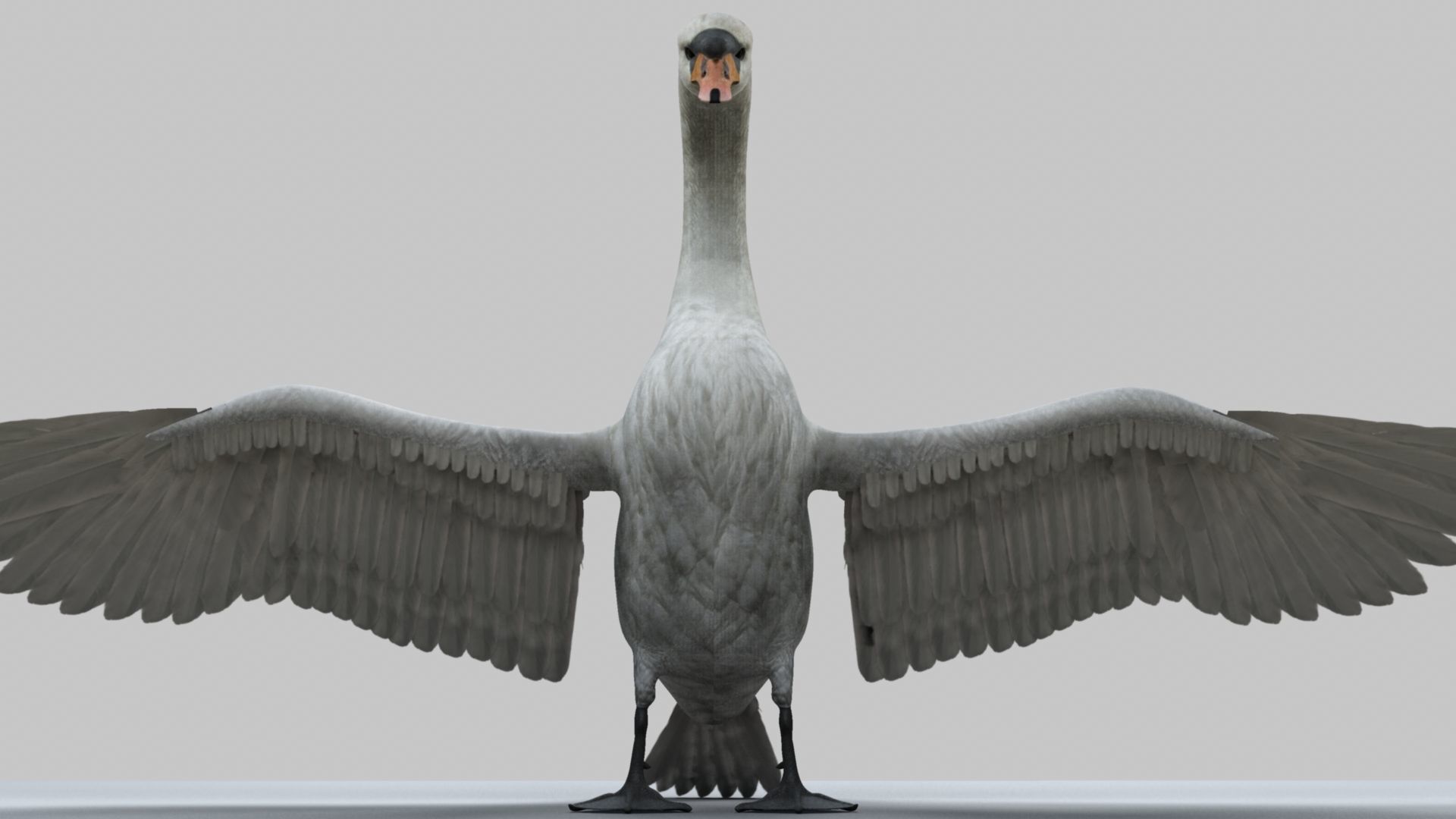 White Swan 3D model_17