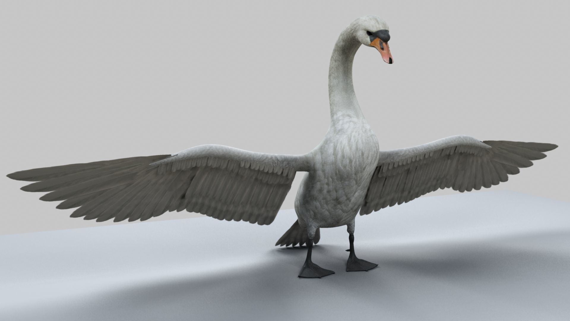 White Swan 3D model_13