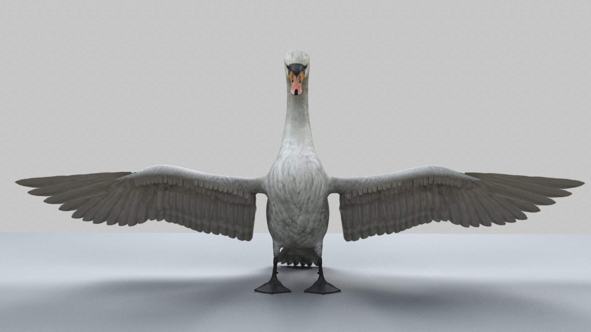 White Swan 3D model_11