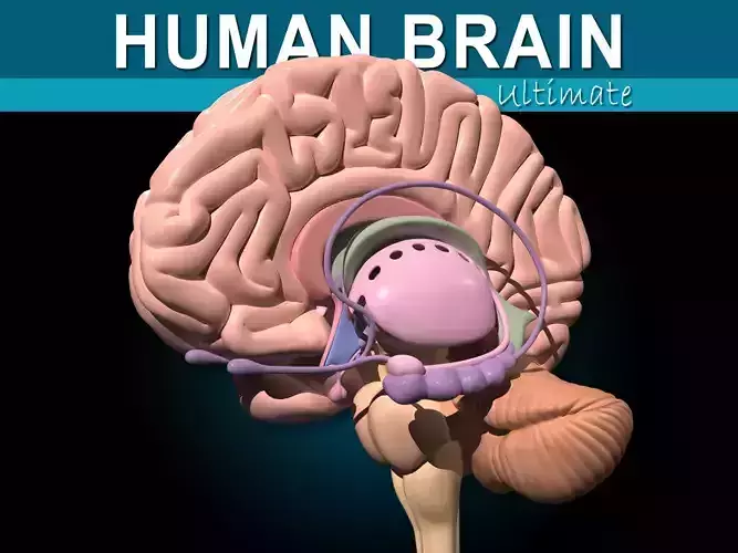 Human Brain Ultimate 3D model