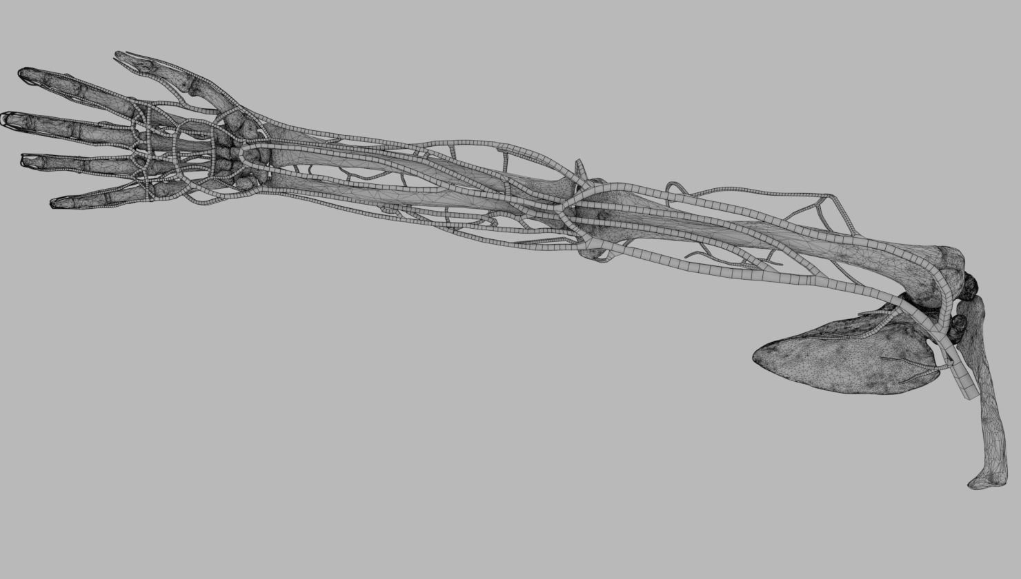 Venous drainage upper limb- vein 3D model_39