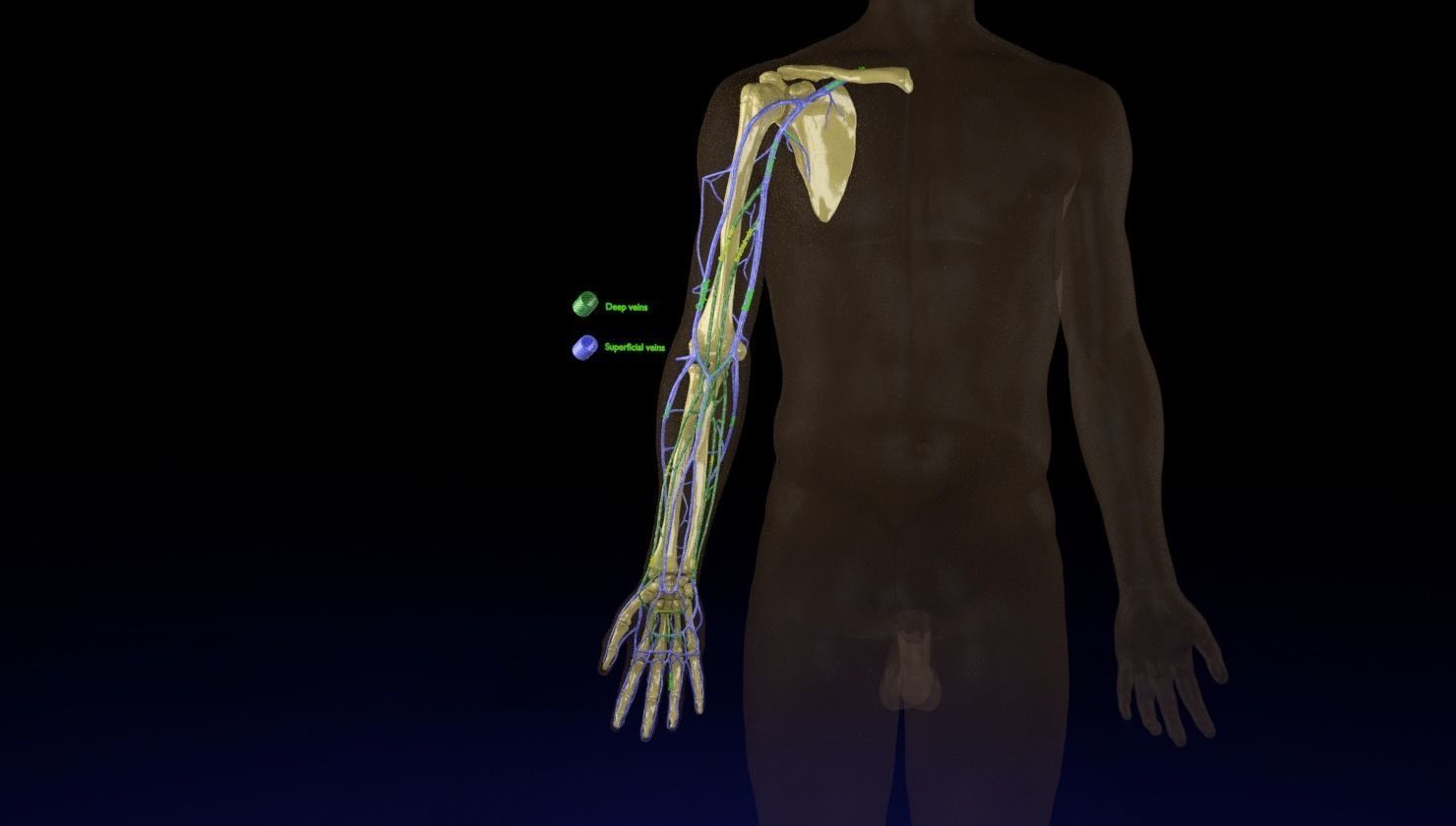 Venous drainage upper limb- vein 3D model_3