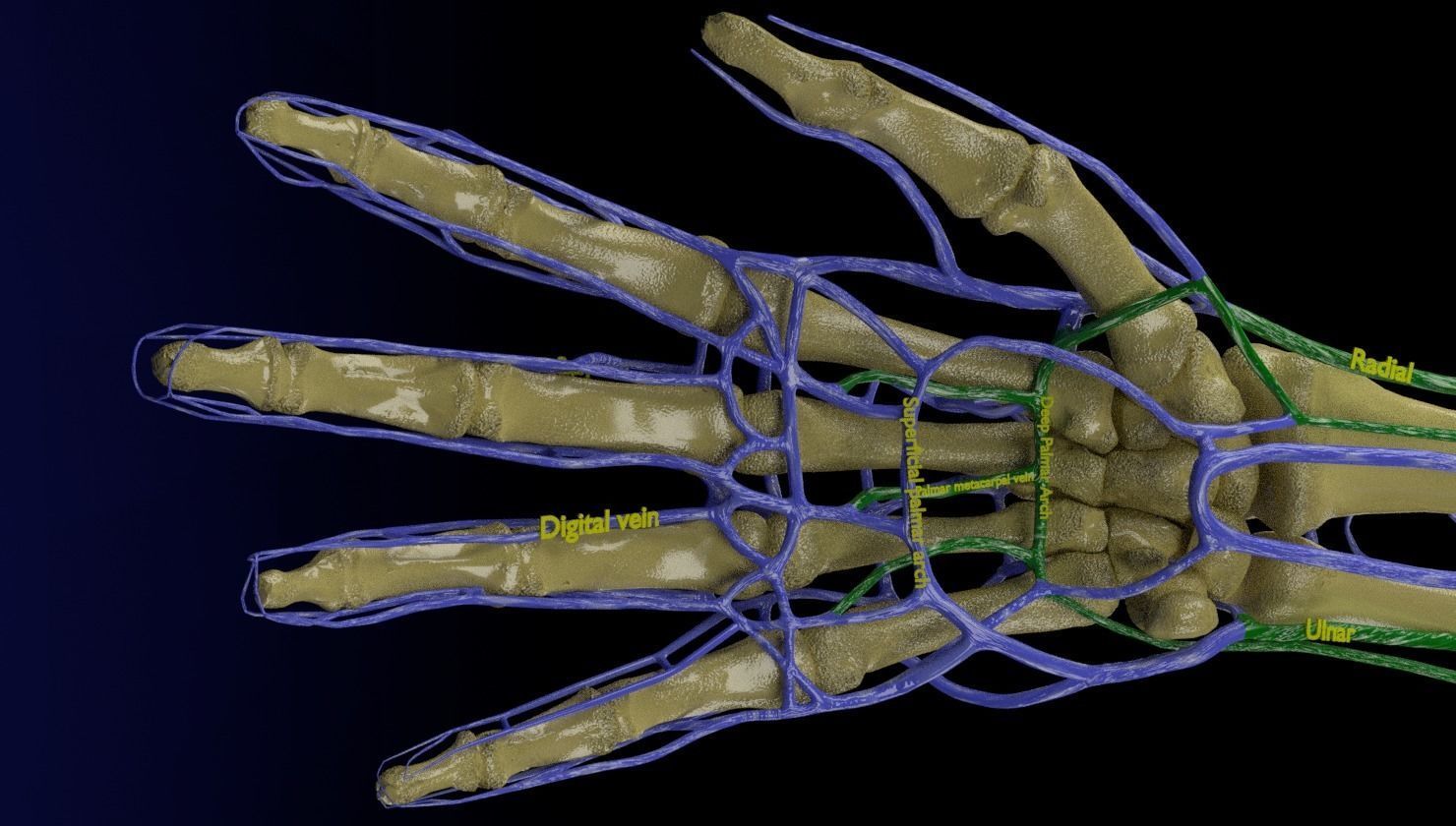 Venous drainage upper limb- vein 3D model_20