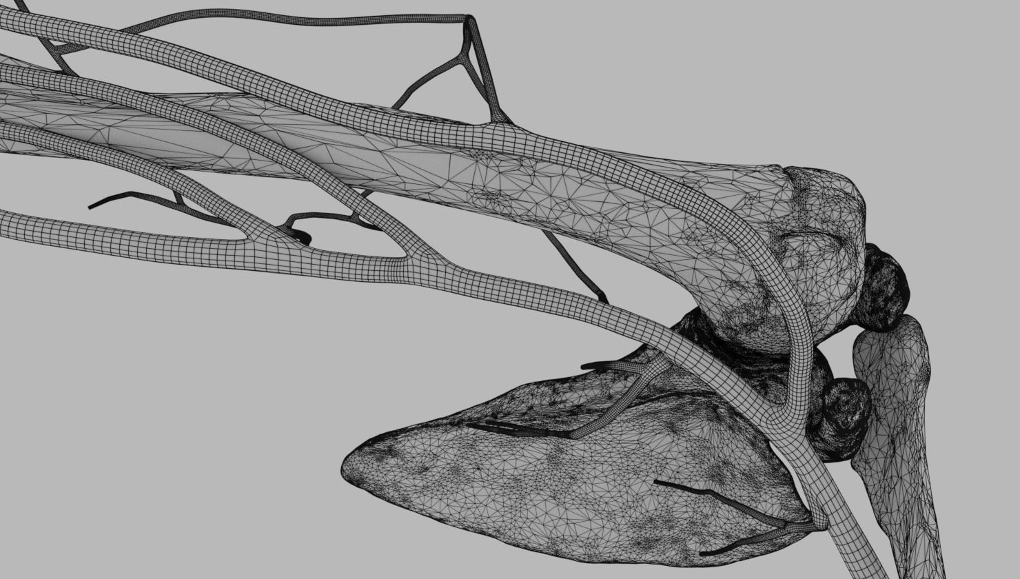 Venous drainage upper limb- vein 3D model_31