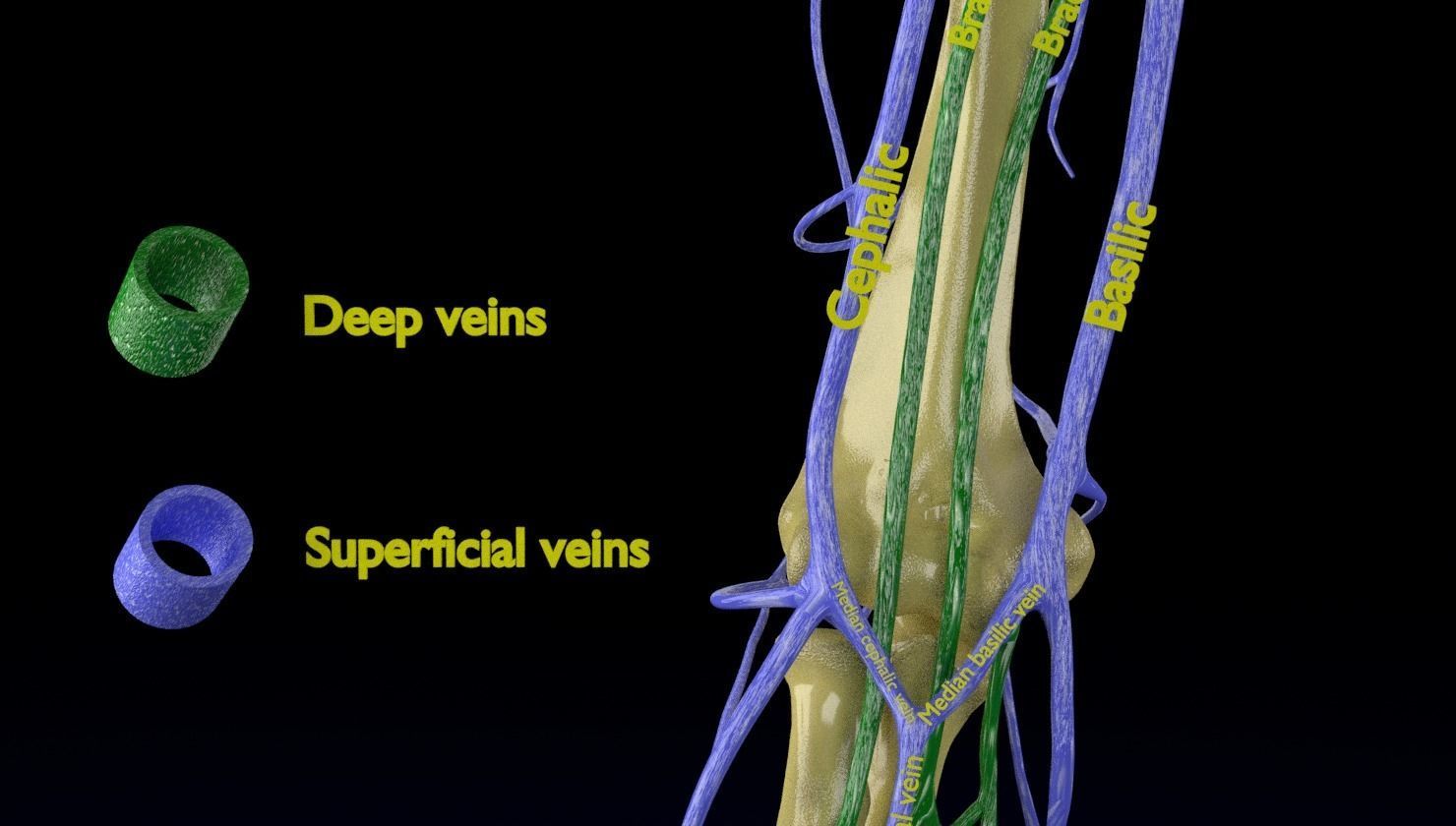 Venous drainage upper limb- vein 3D model_13