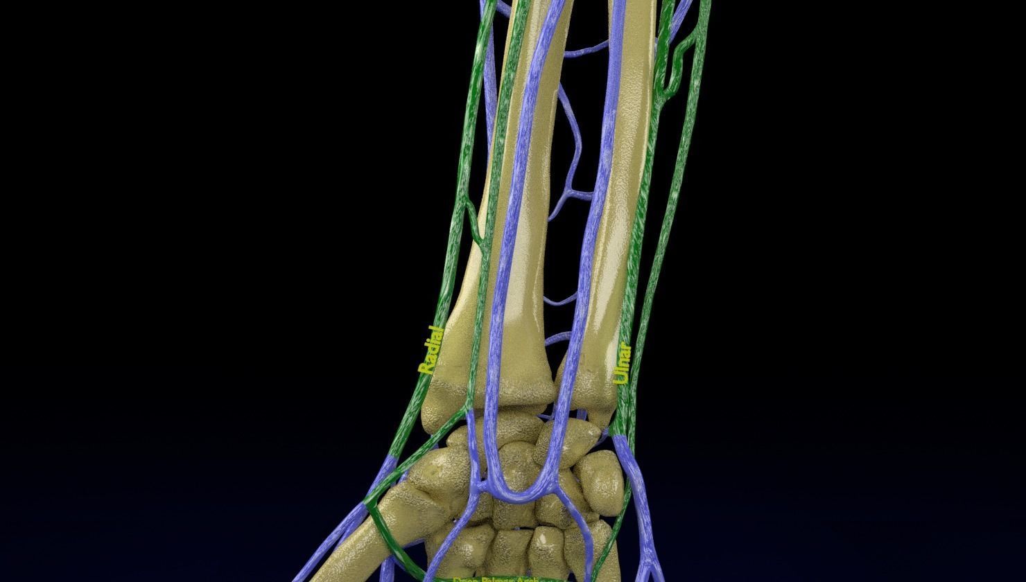 Venous drainage upper limb- vein 3D model_15